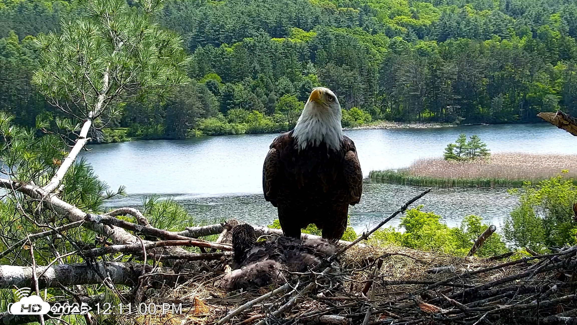 Snapshot of VINS Bald Eagles Nest Live Cams taken Jun 2, 2026, 12:11pm EDT