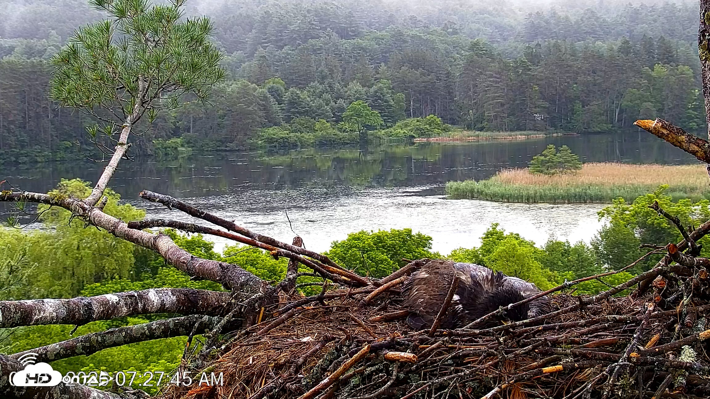 Snapshot of VINS Bald Eagles Nest Live Cams taken Jun 23, 2026, 7:29am EDT