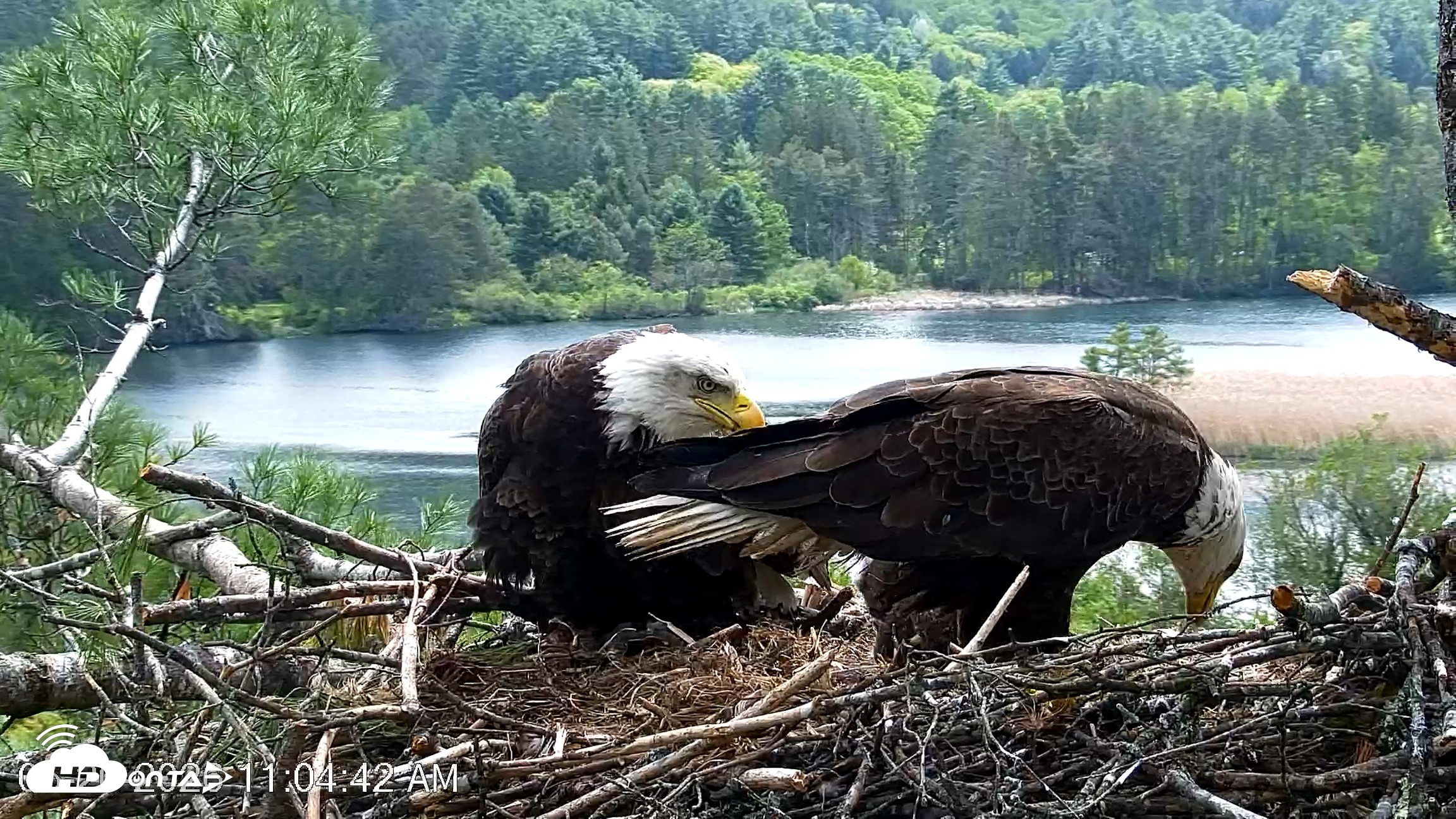 Snapshot of VINS Bald Eagles Nest Live Cams taken May 20, 2026, 11:05am EDT