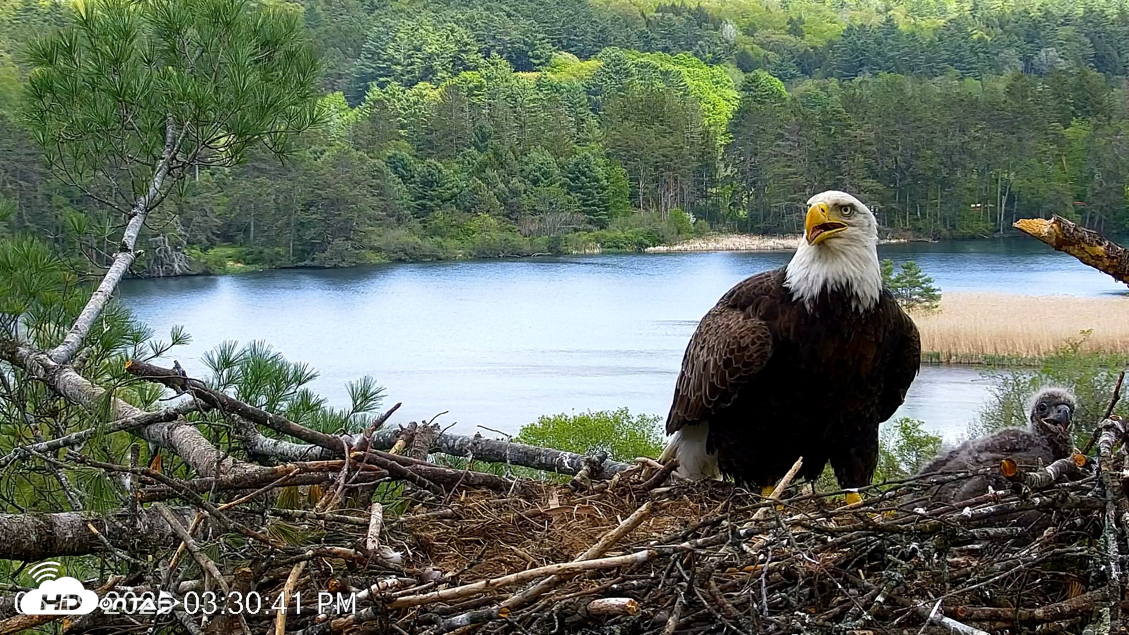 Snapshot of VINS Bald Eagles Nest Live Cams taken May 19, 2026, 3:31pm EDT