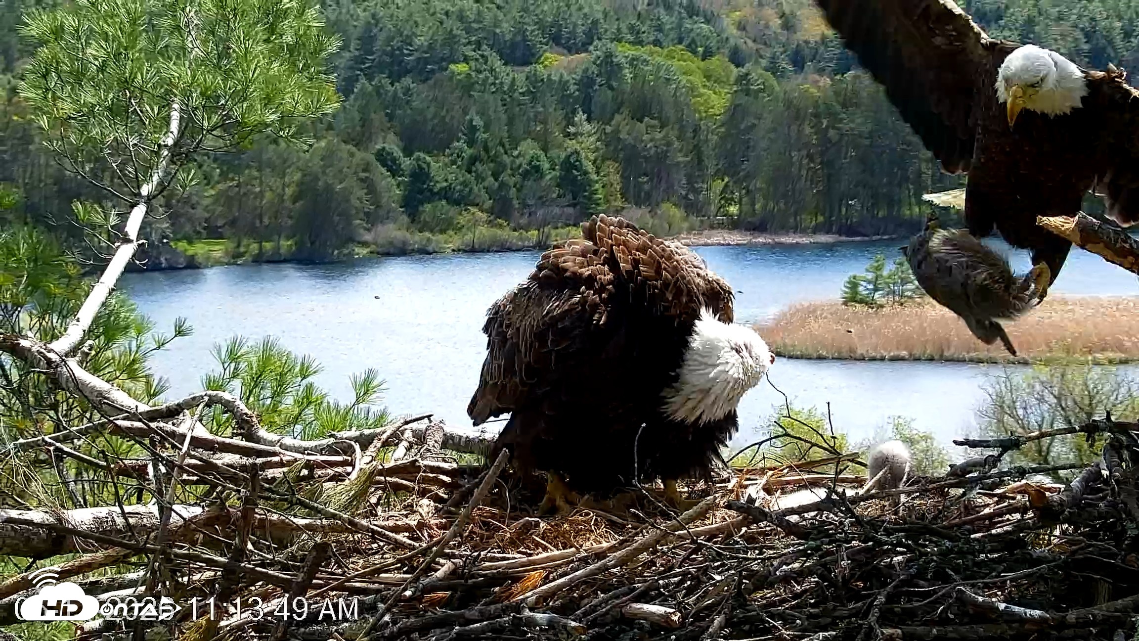 Snapshot of VINS Bald Eagles Nest Live Cams taken May 11, 2026, 11:14am EDT