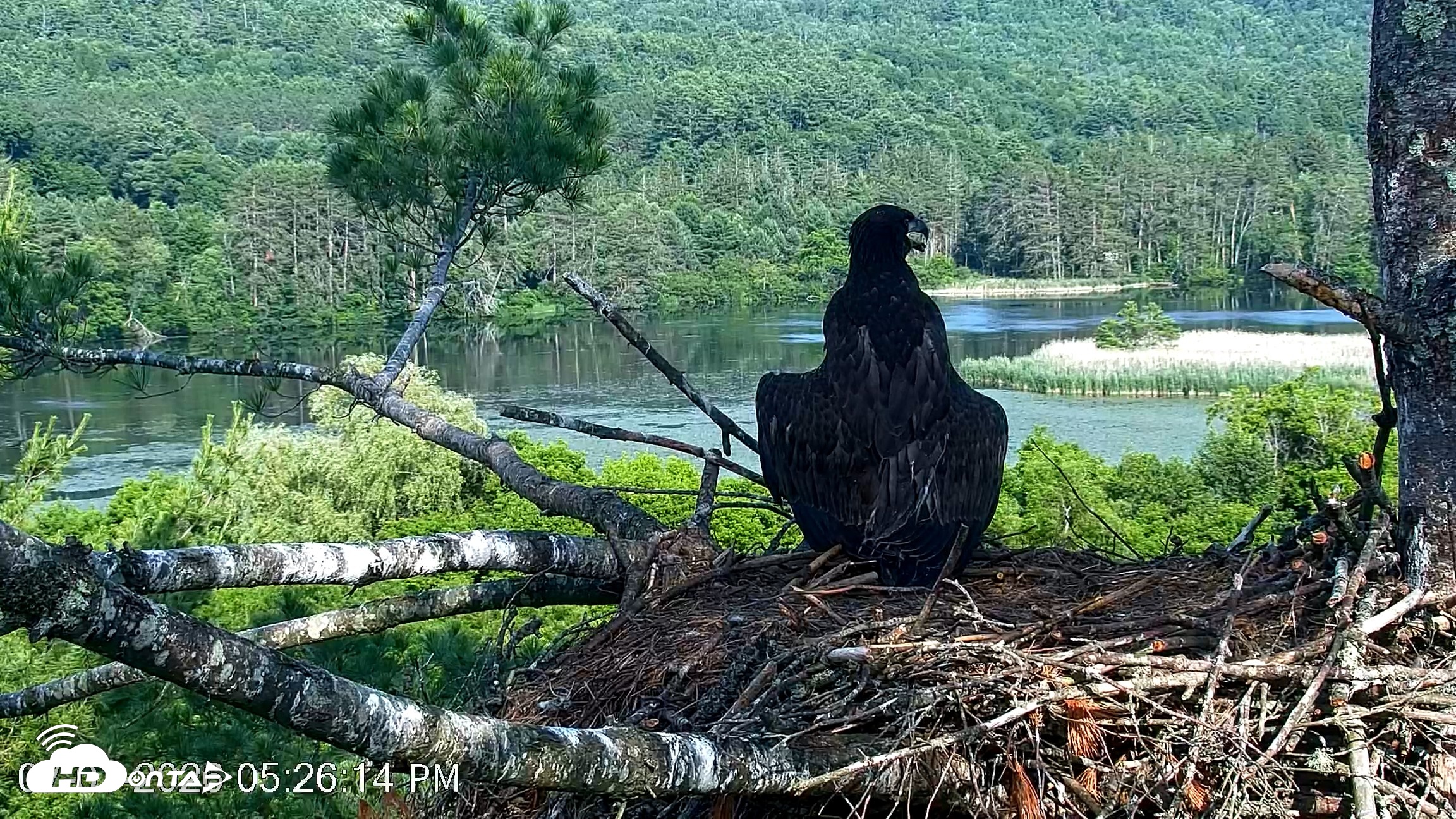 Snapshot of VINS Bald Eagles Nest Live Cams taken Jul 1, 2026, 5:27pm EDT