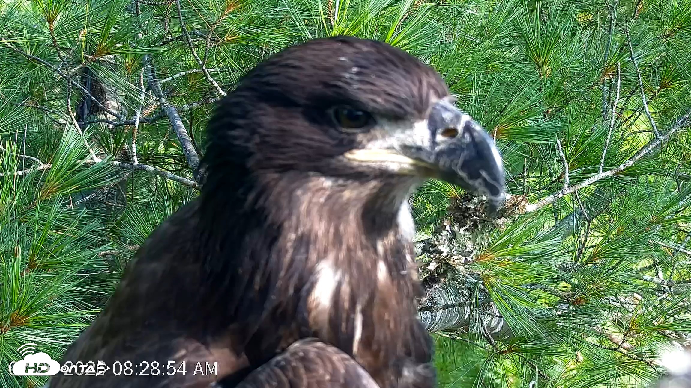Snapshot of VINS Bald Eagles Nest Live Cams taken Jul 26, 2026, 8:29am EDT