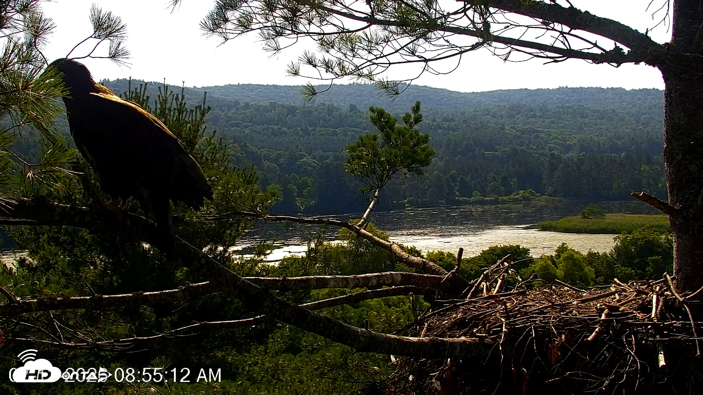 Snapshot of VINS Bald Eagles Nest Live Cams taken Jul 13, 2026, 8:56am EDT