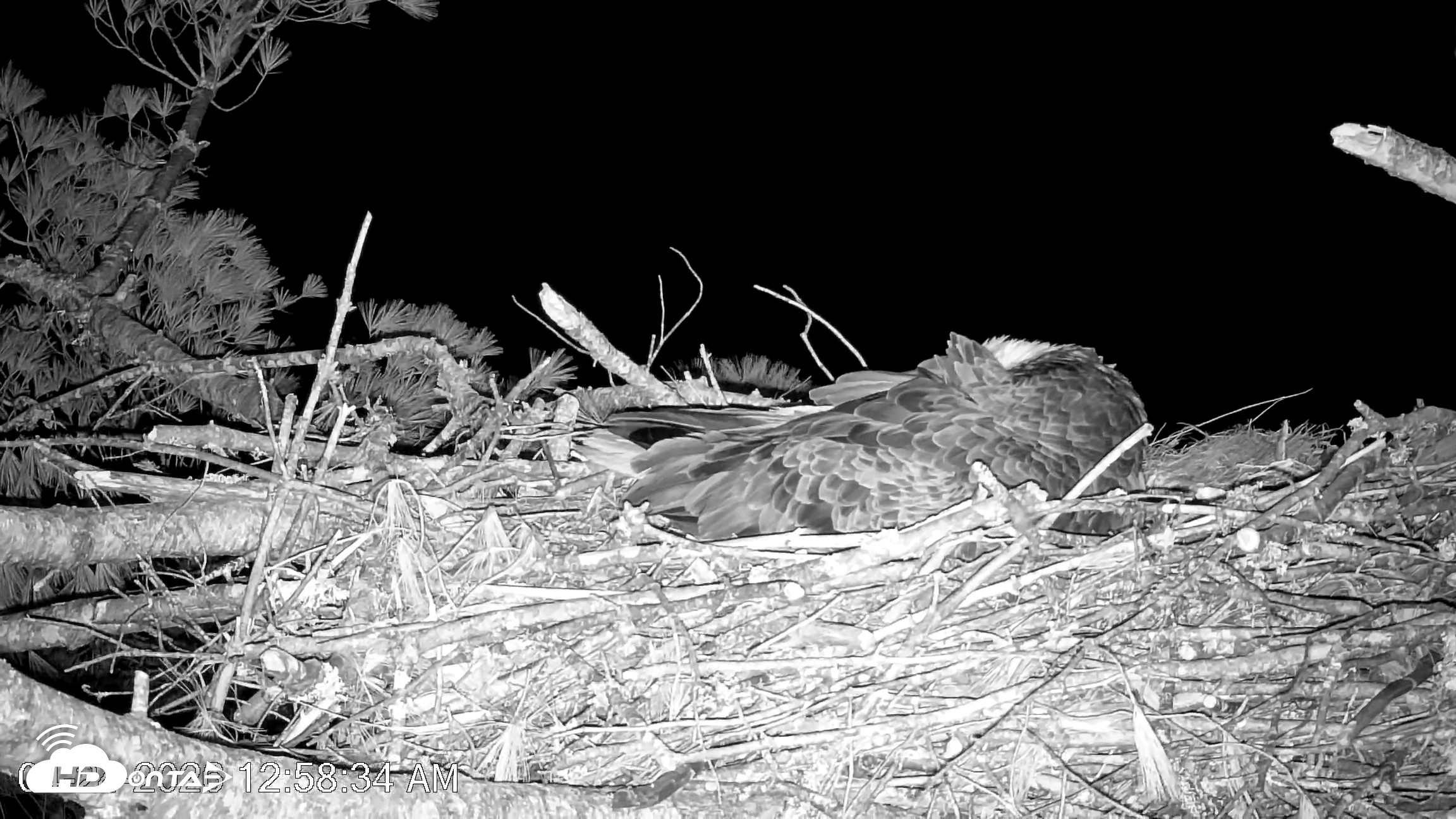 Snapshot of VINS Bald Eagles Nest Live Cams taken Apr 24, 2026, 1:00am EDT