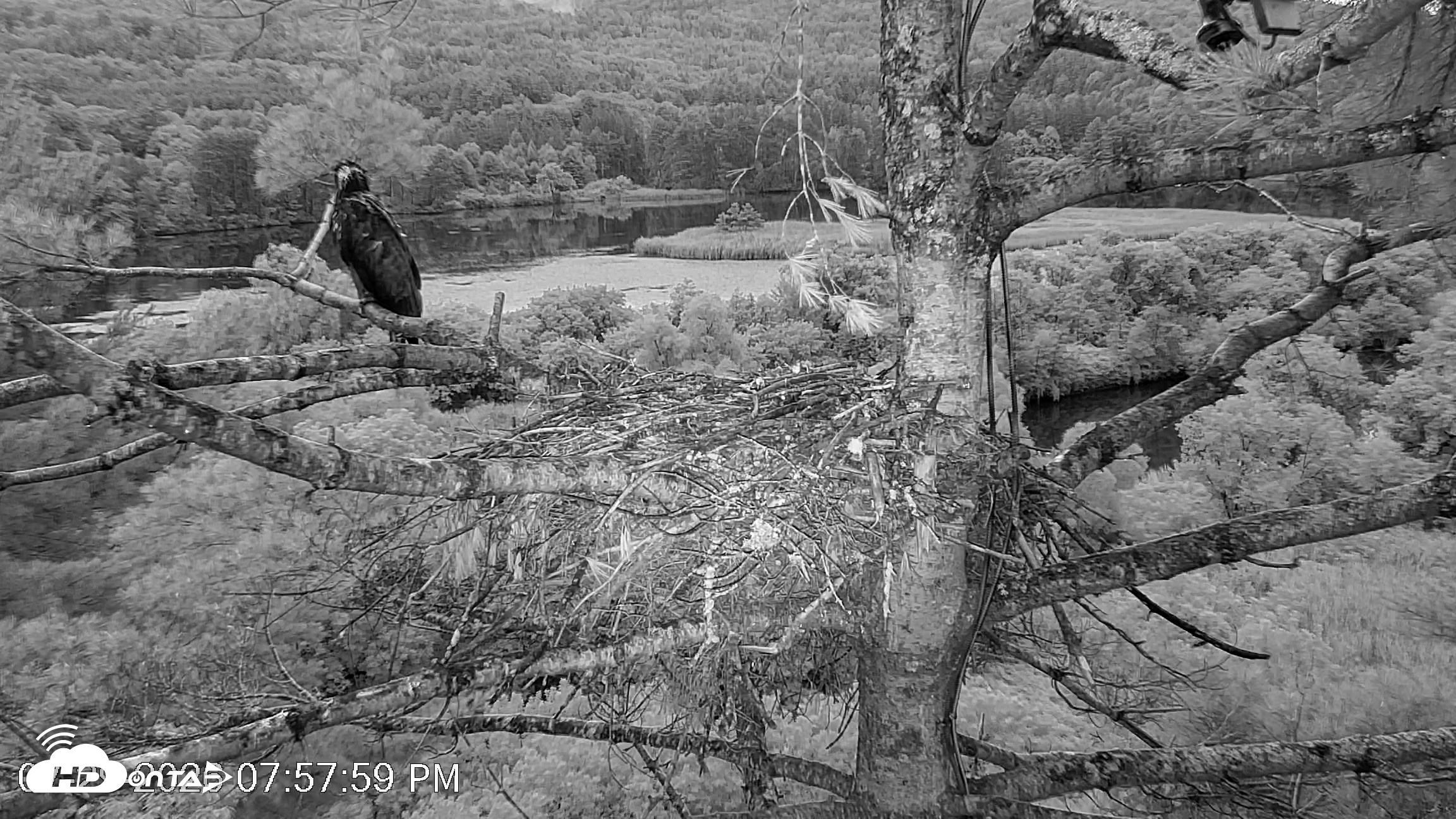 Snapshot of VINS Bald Eagles Nest Live Cams taken Jul 29, 2026, 7:58pm EDT