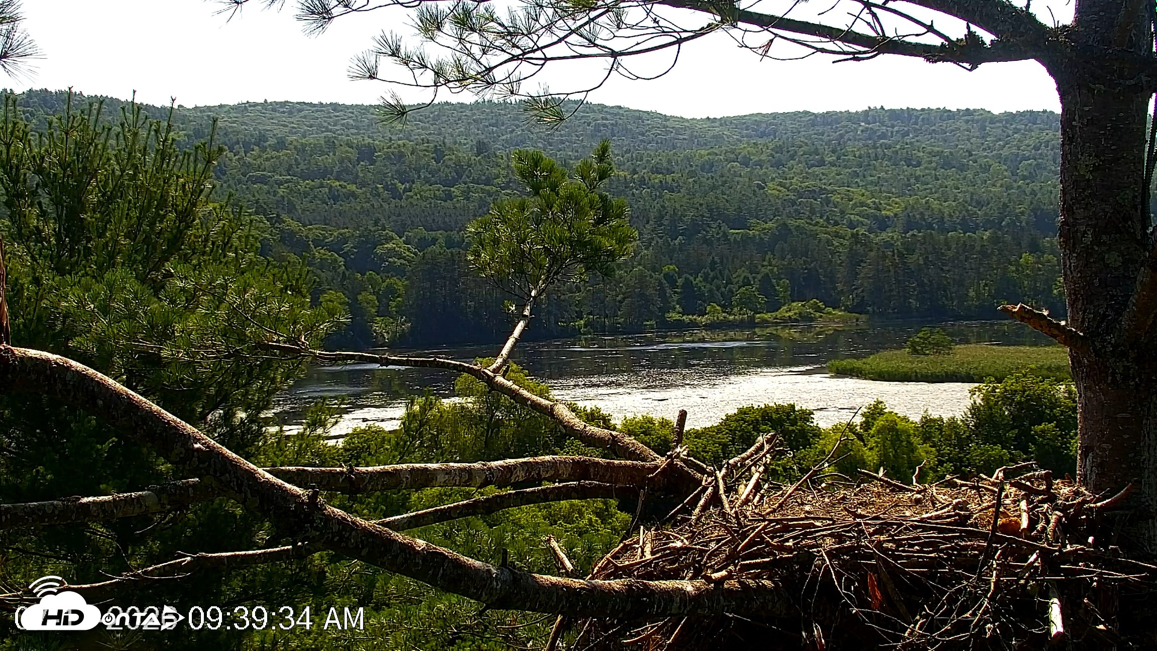 Snapshot of VINS Bald Eagles Nest Live Cams taken Jul 17, 2026, 9:41am EDT