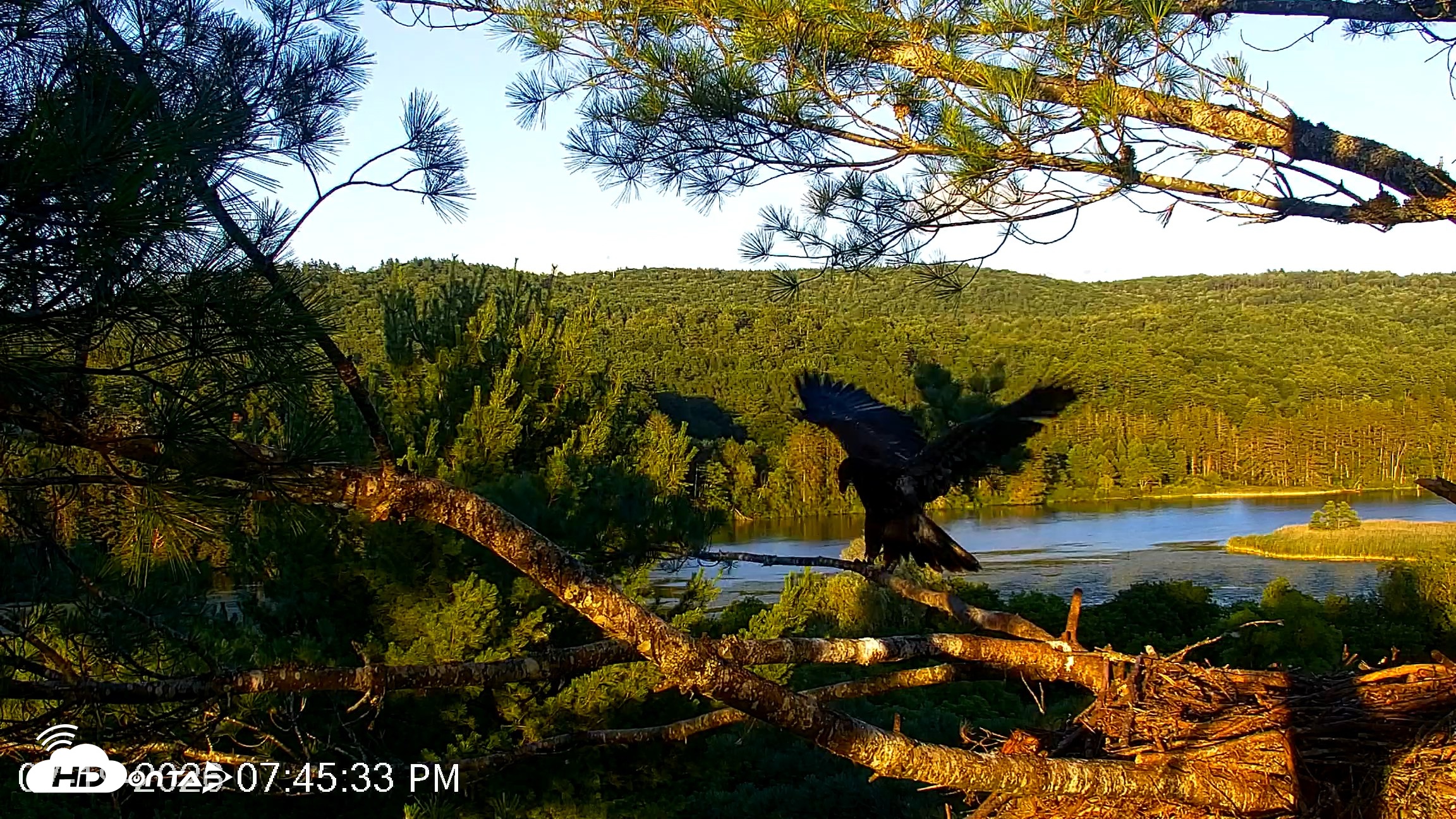 Snapshot of VINS Bald Eagles Nest Live Cams taken Jul 19, 2026, 7:46pm EDT