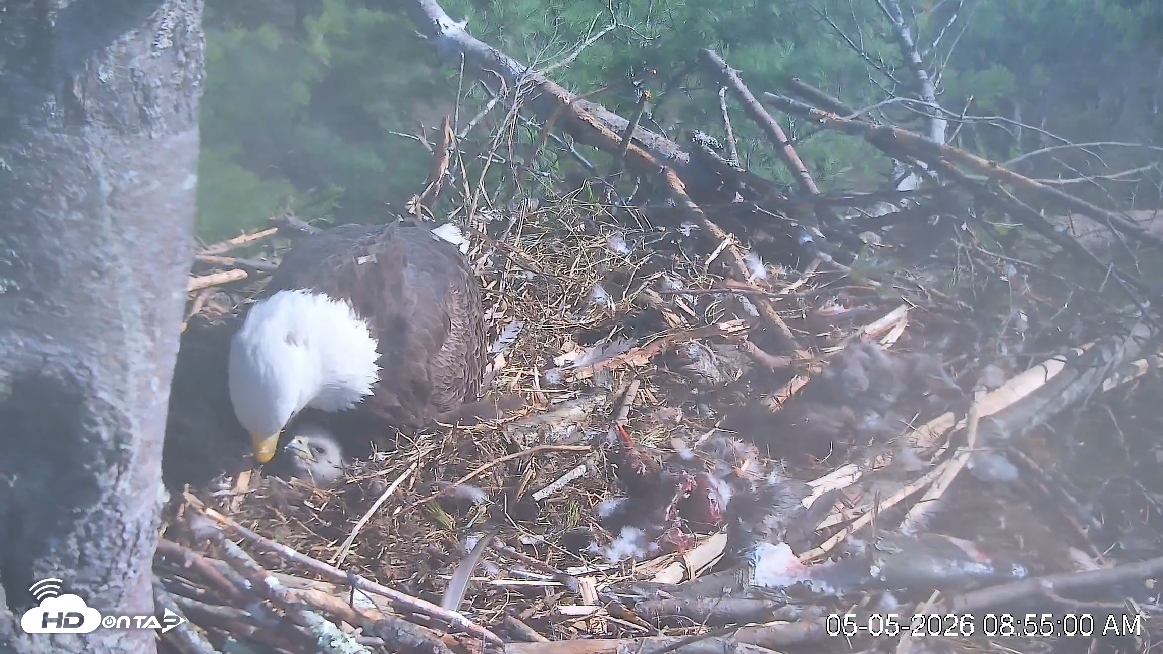 Snapshot of VINS Bald Eagles Nest Live Cams taken May 5, 2026, 8:55am EDT