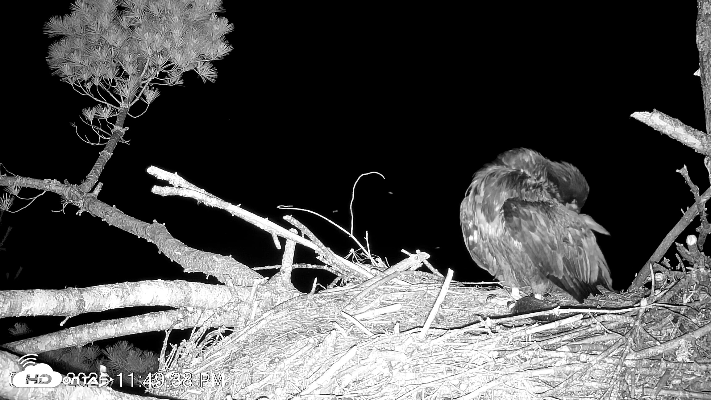 Snapshot of VINS Bald Eagles Nest Live Cams taken Jun 27, 2026, 11:50pm EDT