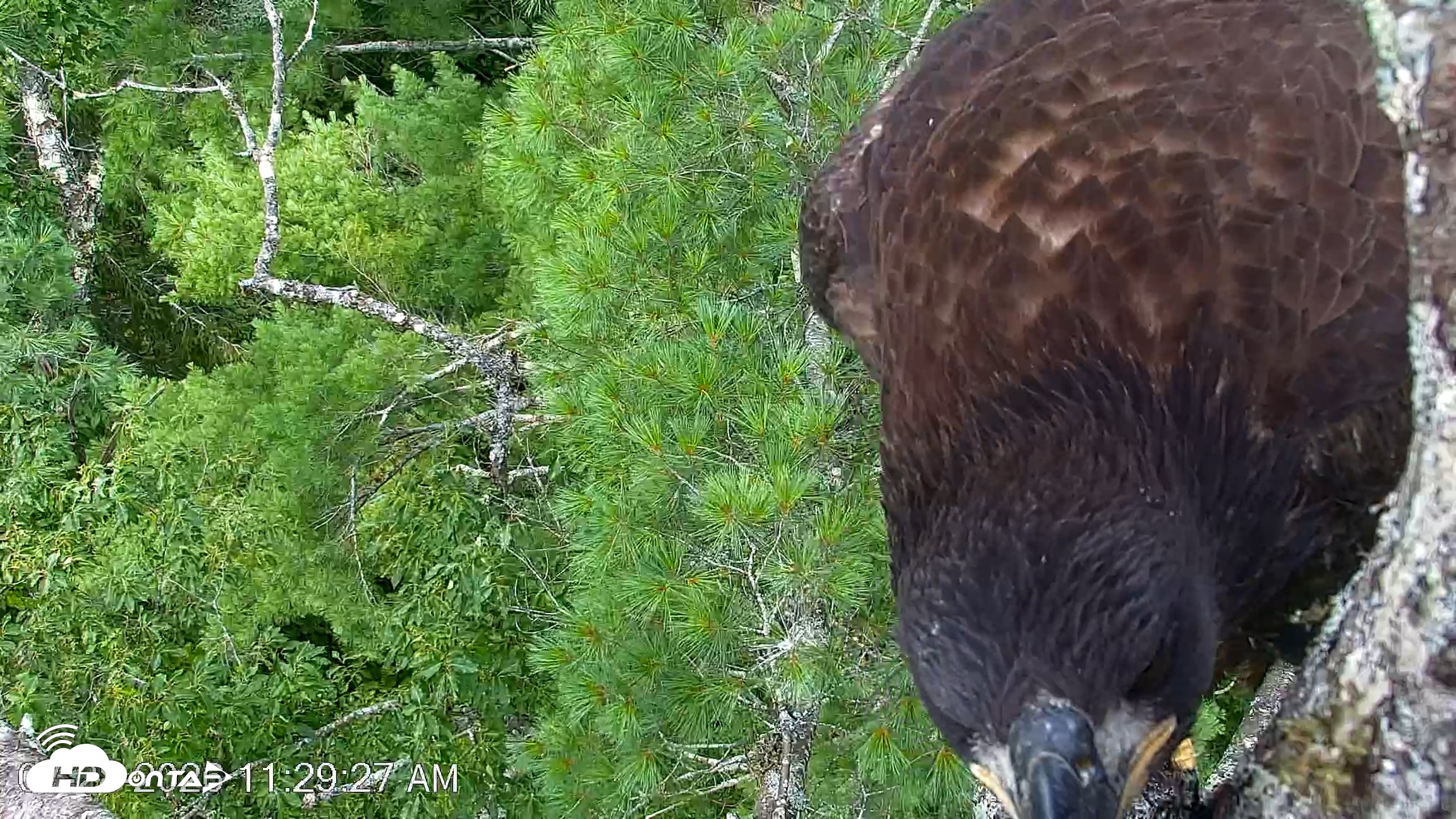 Snapshot of VINS Bald Eagles Nest Live Cams taken Jul 28, 2026, 11:30am EDT