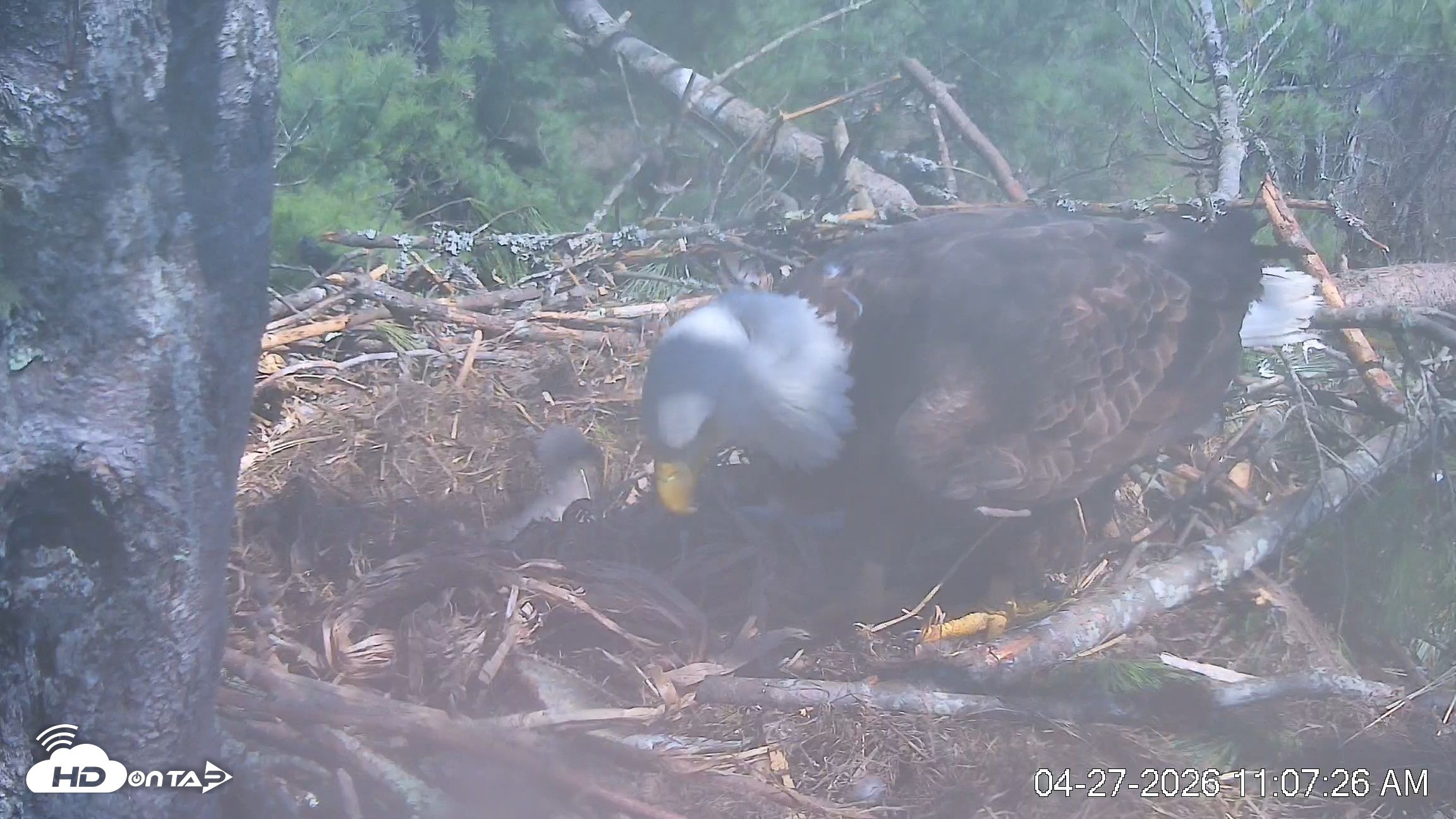 Snapshot of VINS Bald Eagles Nest Live Cams taken Apr 27, 2026, 11:08am EDT