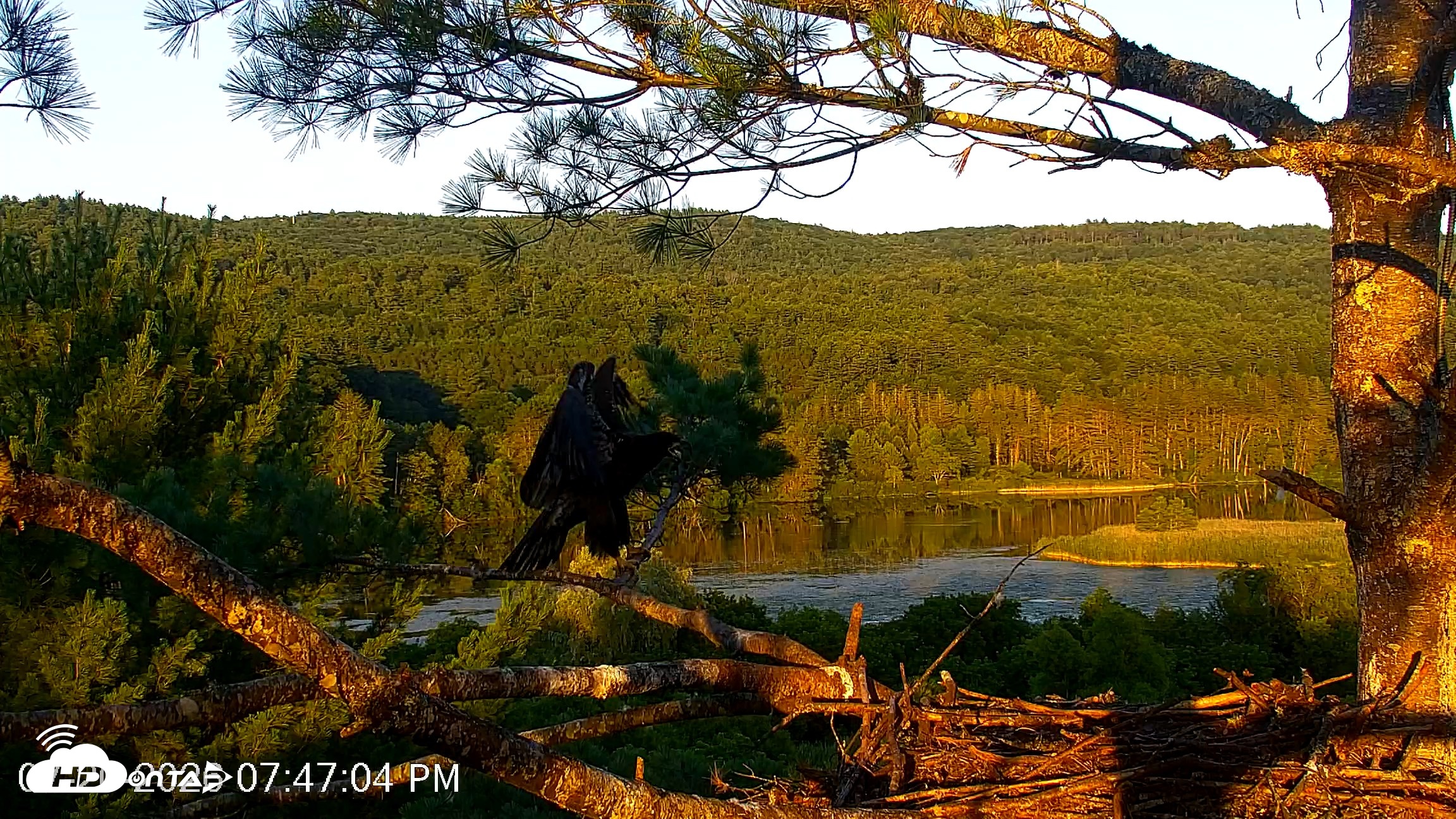 Snapshot of VINS Bald Eagles Nest Live Cams taken Jul 20, 2026, 7:47pm EDT