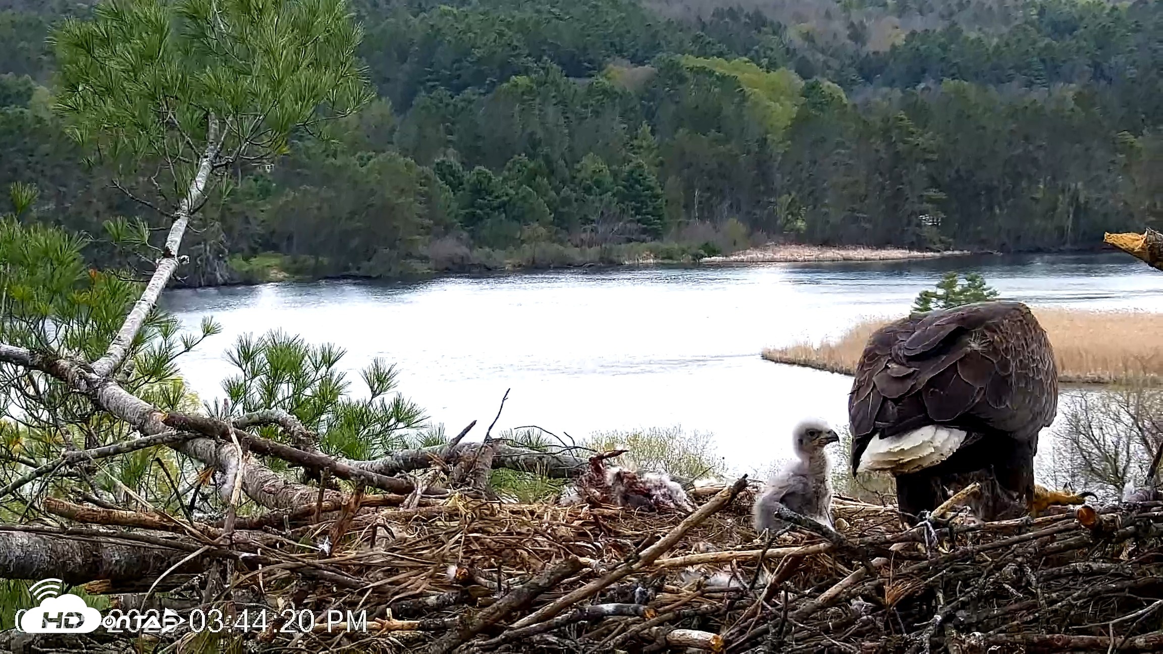 Snapshot of VINS Bald Eagles Nest Live Cams taken May 5, 2026, 3:45pm EDT
