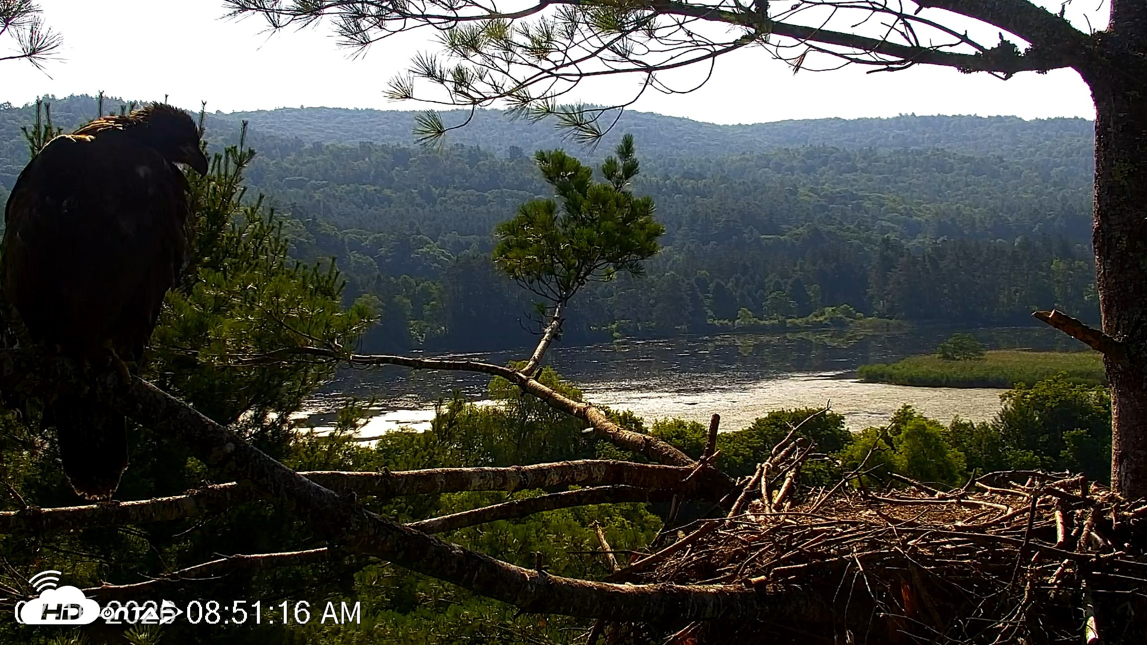 Snapshot of VINS Bald Eagles Nest Live Cams taken Jul 16, 2026, 8:52am EDT