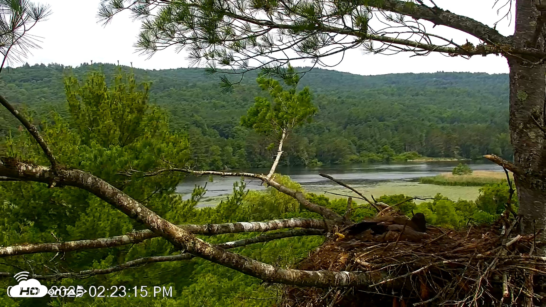Snapshot of VINS Bald Eagles Nest Live Cams taken Jul 6, 2026, 2:24pm EDT