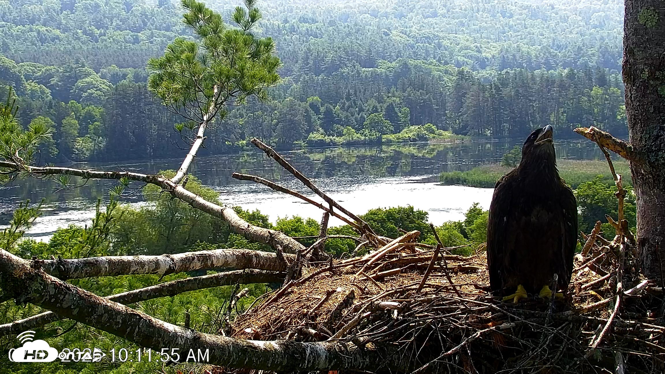 Snapshot of VINS Bald Eagles Nest Live Cams taken Jul 1, 2026, 10:14am EDT