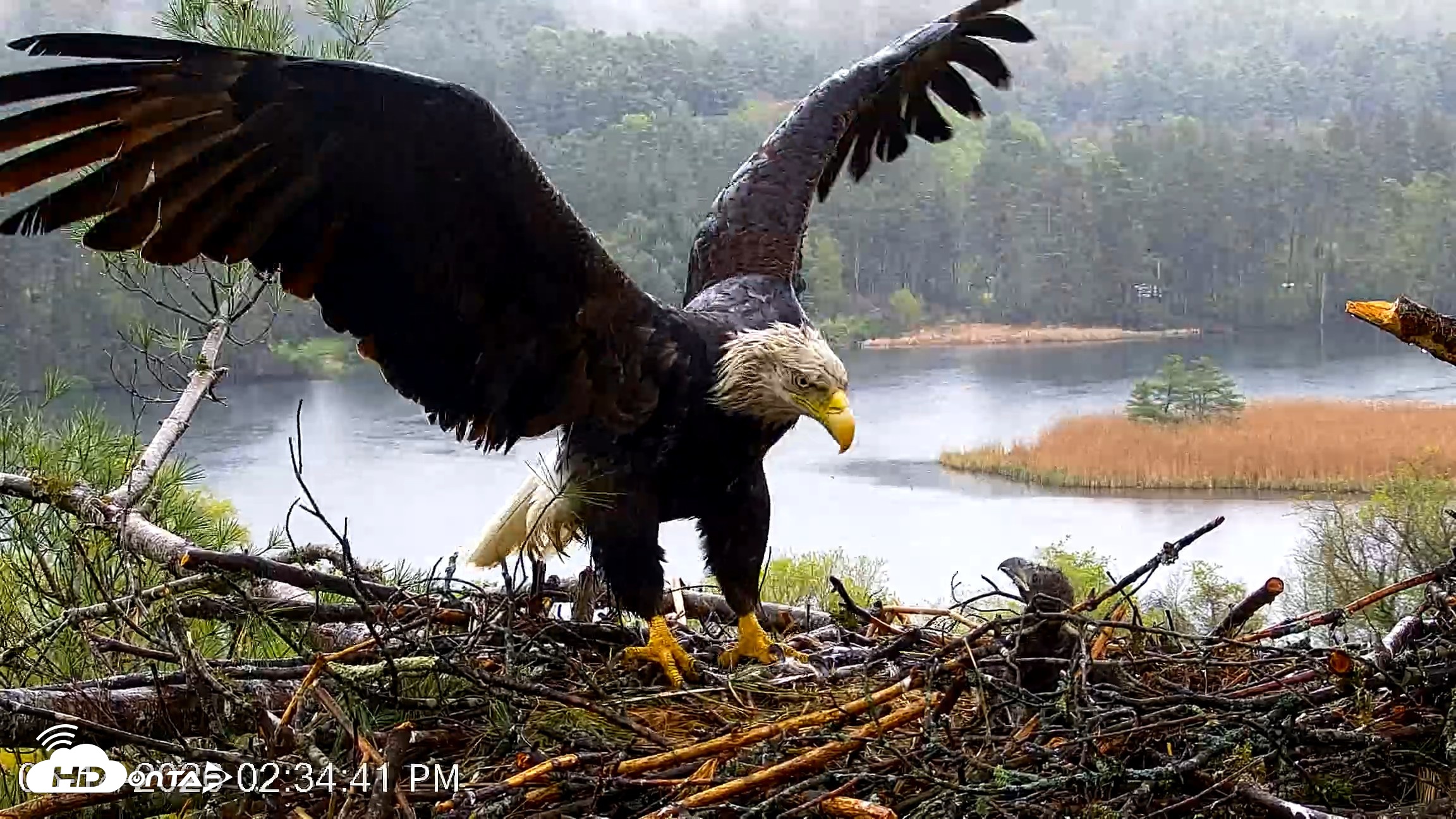 Snapshot of VINS Bald Eagles Nest Live Cams taken May 14, 2026, 2:35pm EDT