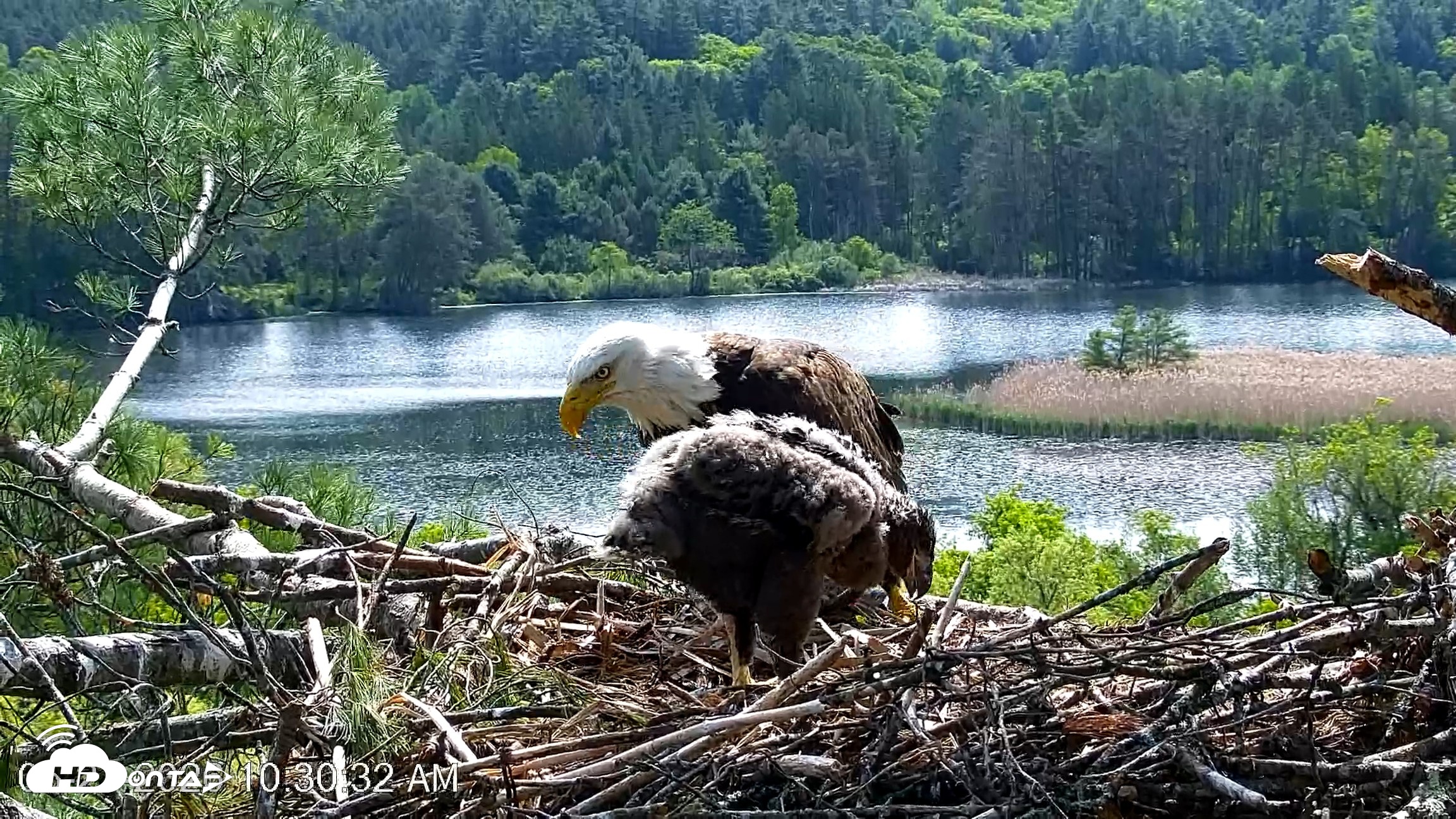 Snapshot of VINS Bald Eagles Nest Live Cams taken May 27, 2026, 10:31am EDT