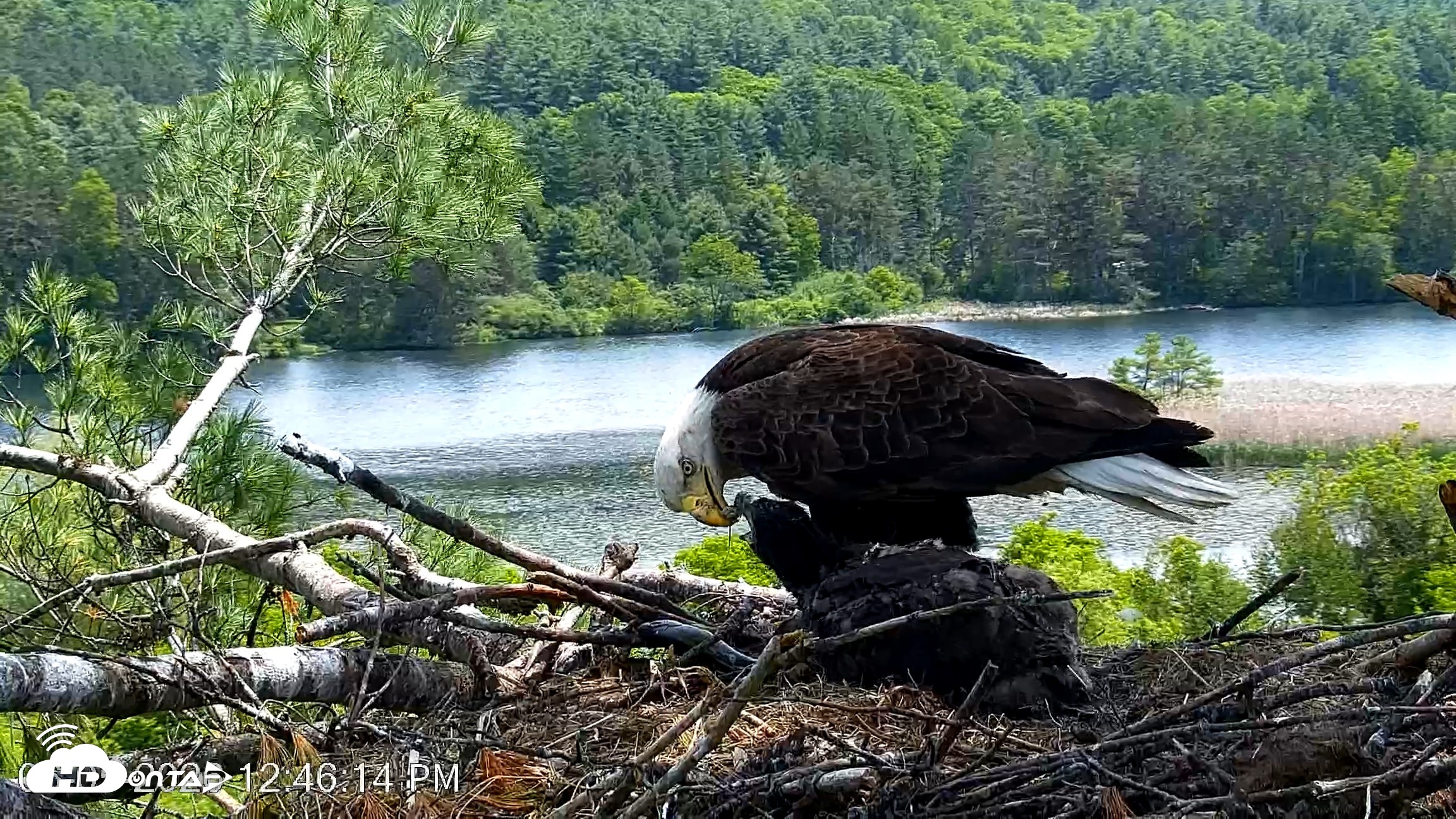 Snapshot of VINS Bald Eagles Nest Live Cams taken Jun 5, 2026, 12:46pm EDT