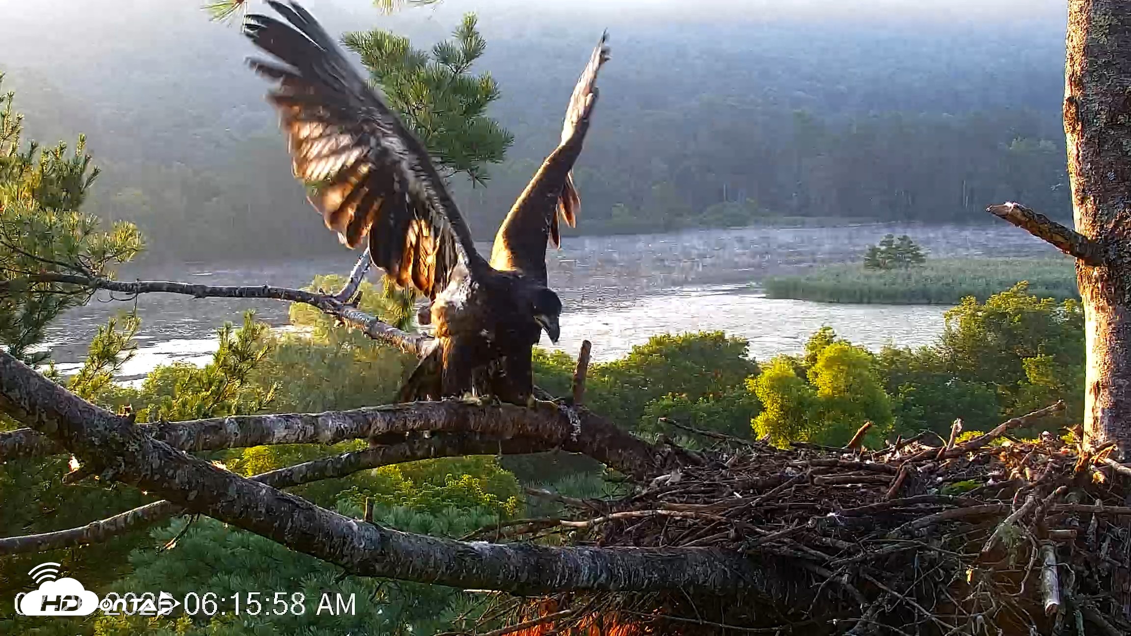 Snapshot of VINS Bald Eagles Nest Live Cams taken Jul 26, 2026, 6:16am EDT
