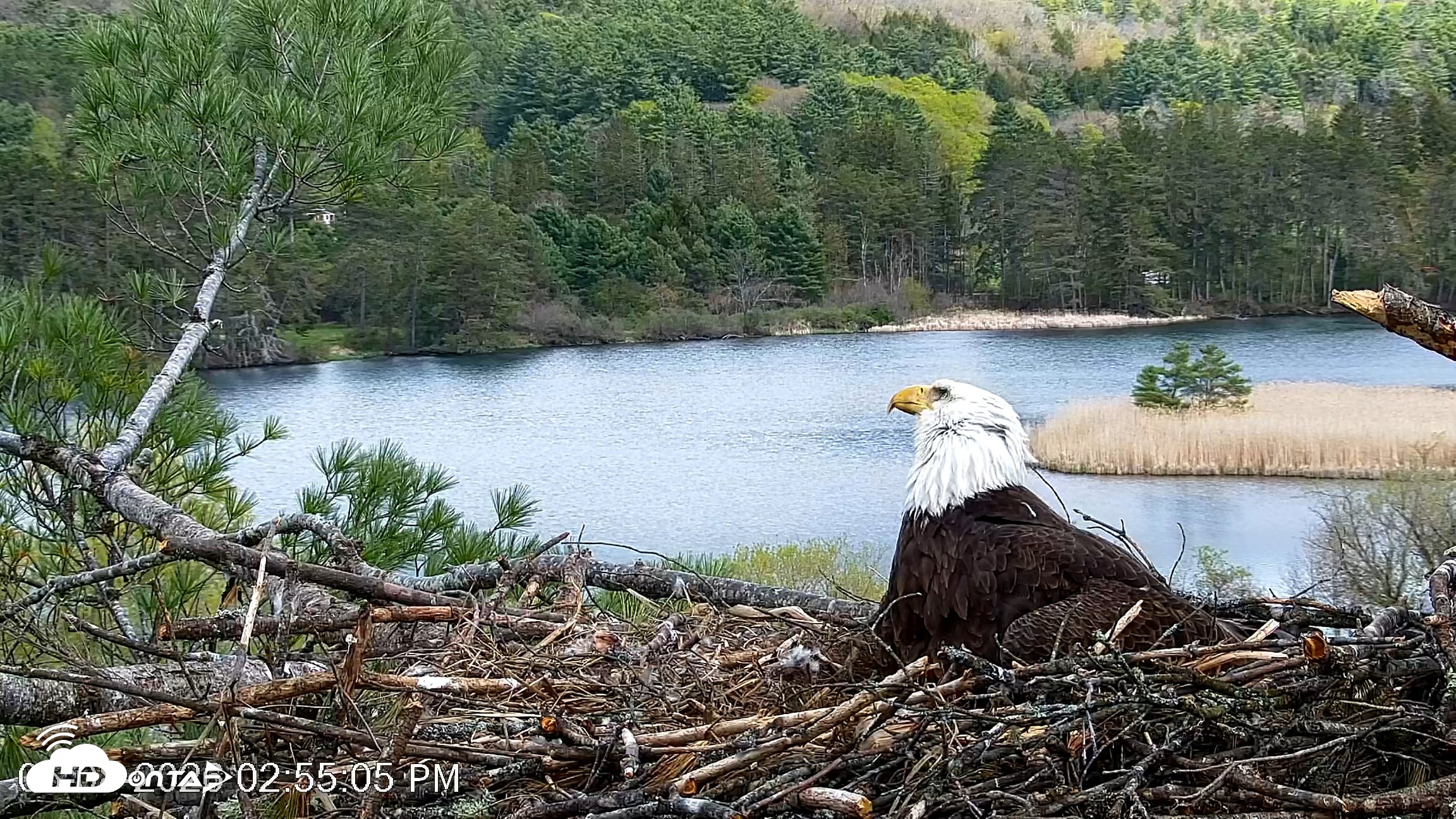 Snapshot of VINS Bald Eagles Nest Live Cams taken May 8, 2026, 2:55pm EDT