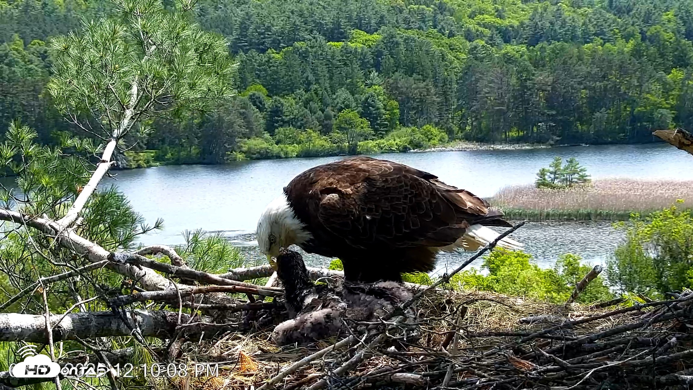 Snapshot of VINS Bald Eagles Nest Live Cams taken Jun 2, 2026, 12:10pm EDT