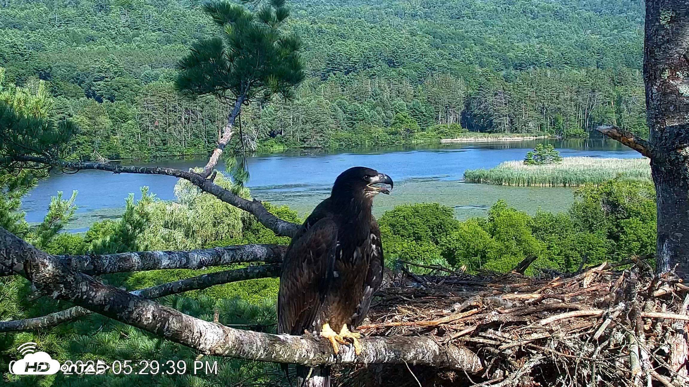 Snapshot of VINS Bald Eagles Nest Live Cams taken Jul 25, 2026, 5:30pm EDT
