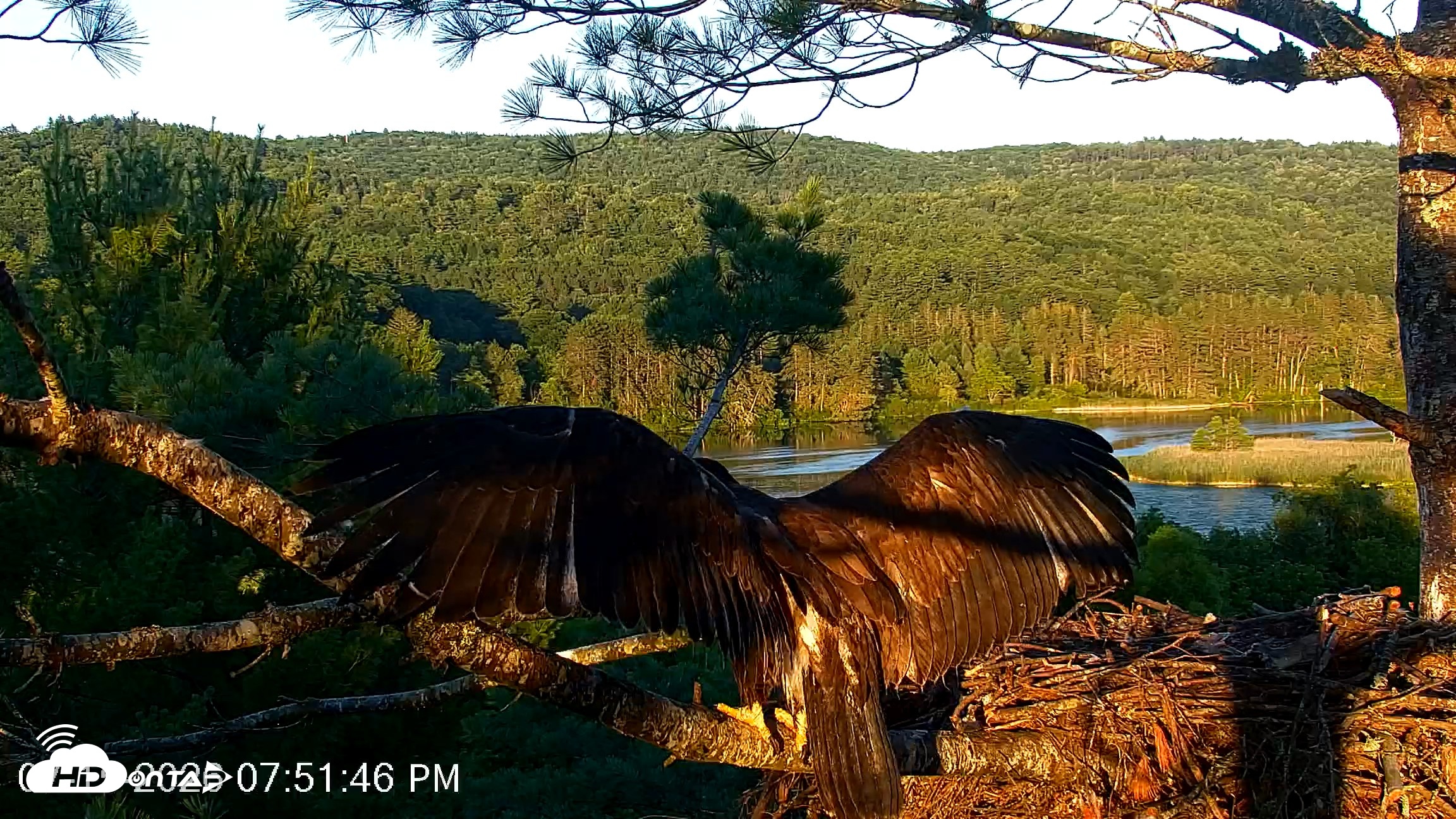 Snapshot of VINS Bald Eagles Nest Live Cams taken Jul 15, 2026, 7:52pm EDT