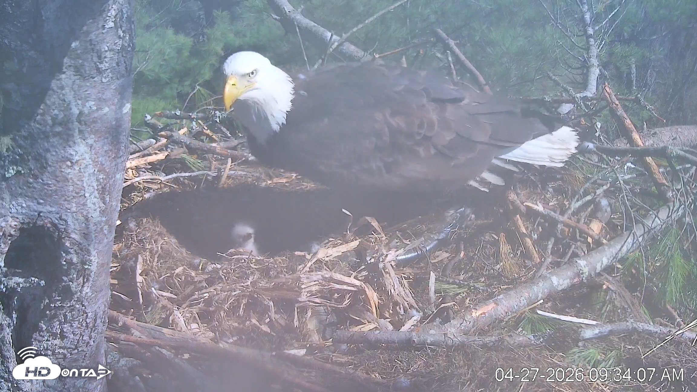 Snapshot of VINS Bald Eagles Nest Live Cams taken Apr 27, 2026, 9:35am EDT