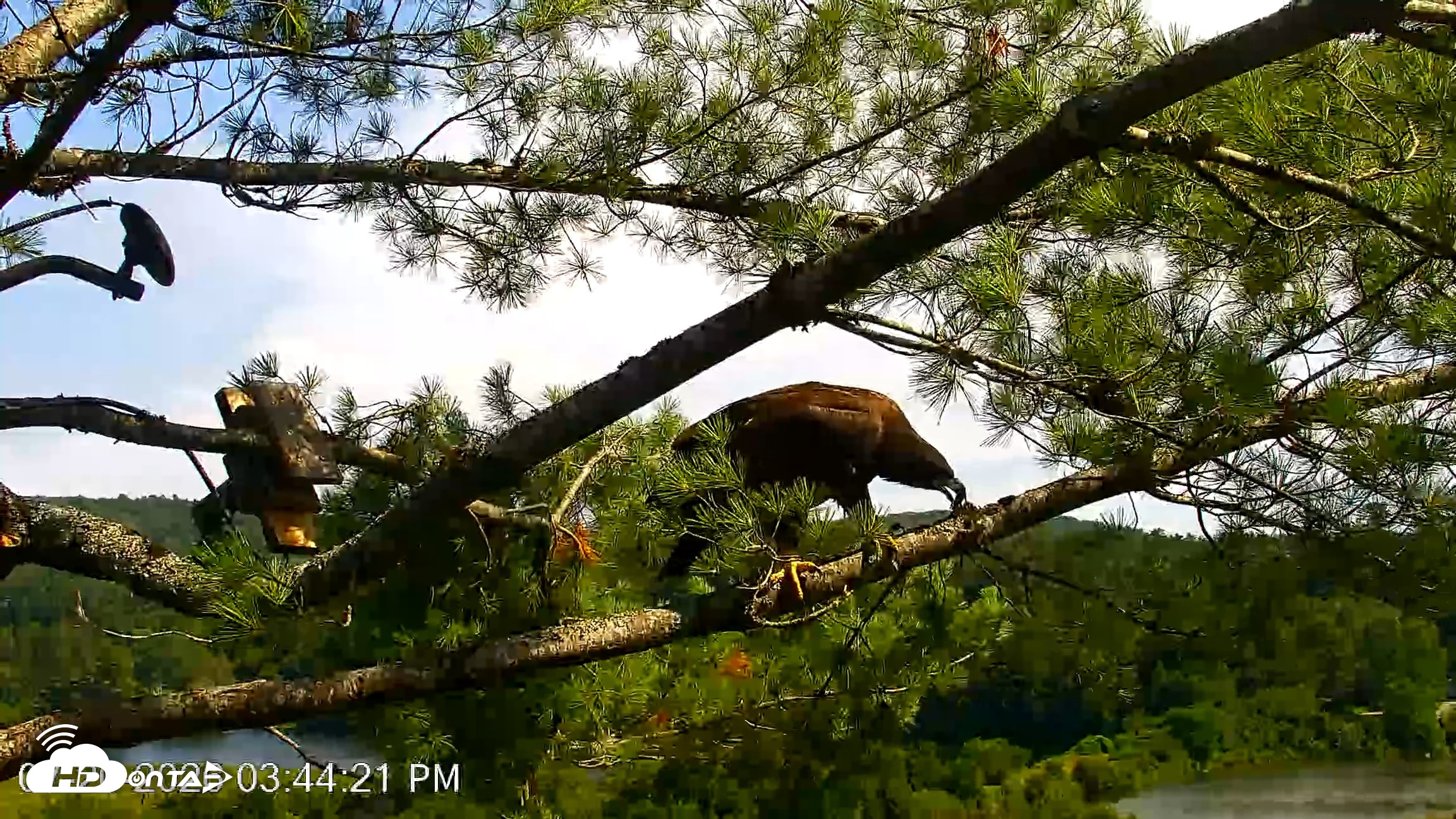 Snapshot of VINS Bald Eagles Nest Live Cams taken Jul 20, 2026, 3:45pm EDT
