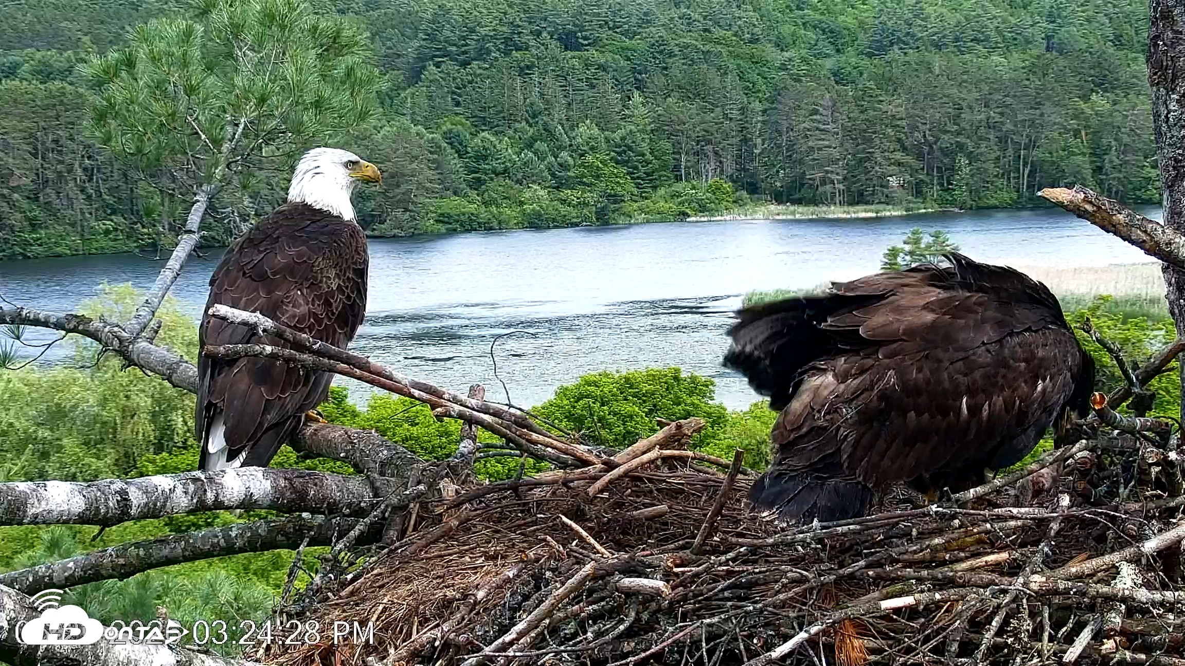 Snapshot of VINS Bald Eagles Nest Live Cams taken Jun 23, 2026, 3:25pm EDT