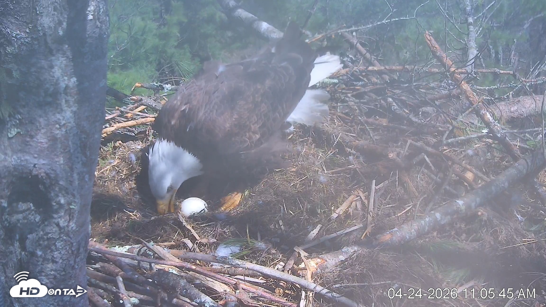 Snapshot of VINS Bald Eagles Nest Live Cams taken Apr 24, 2026, 11:06am EDT