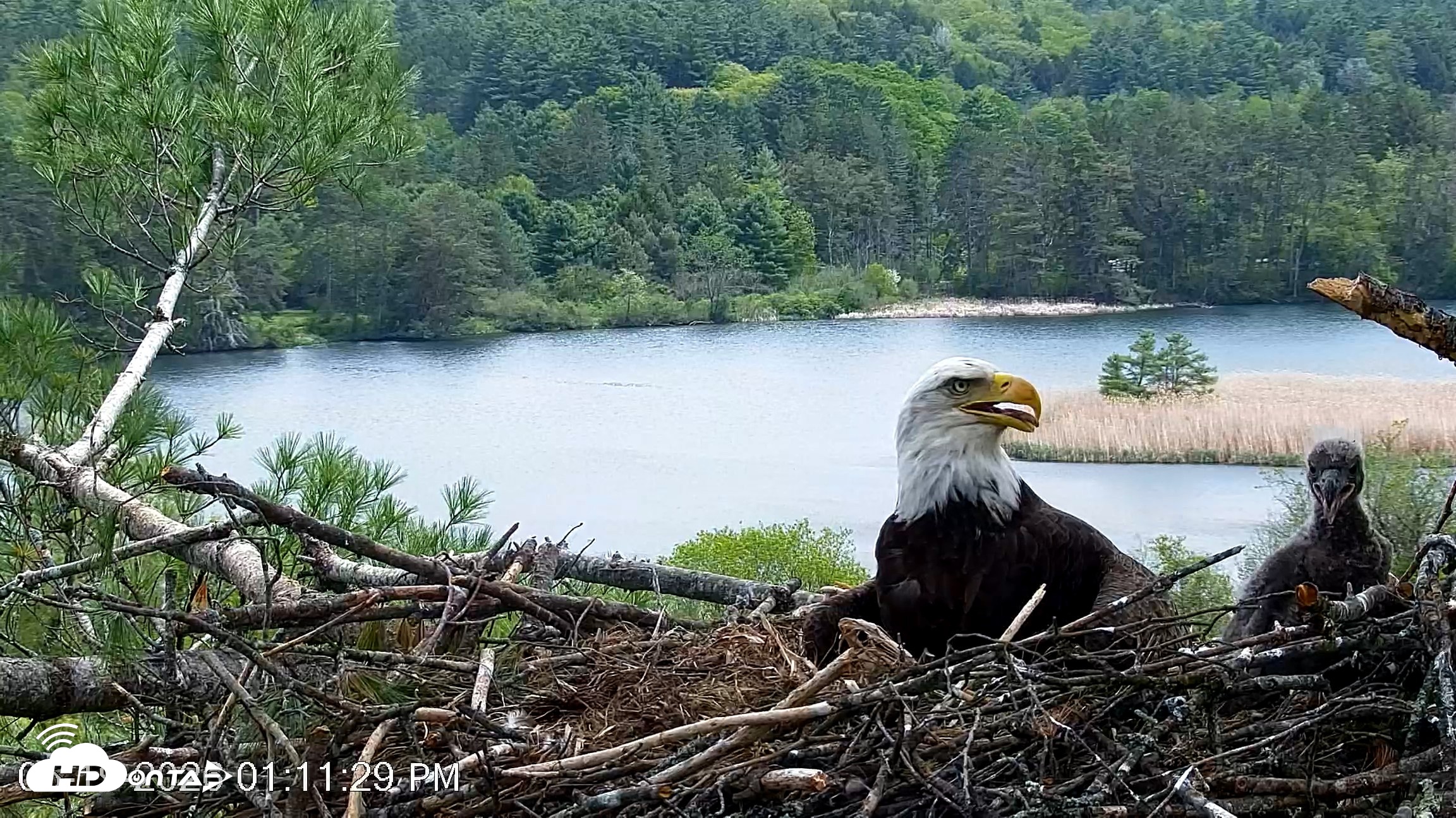Snapshot of VINS Bald Eagles Nest Live Cams taken May 19, 2026, 1:12pm EDT