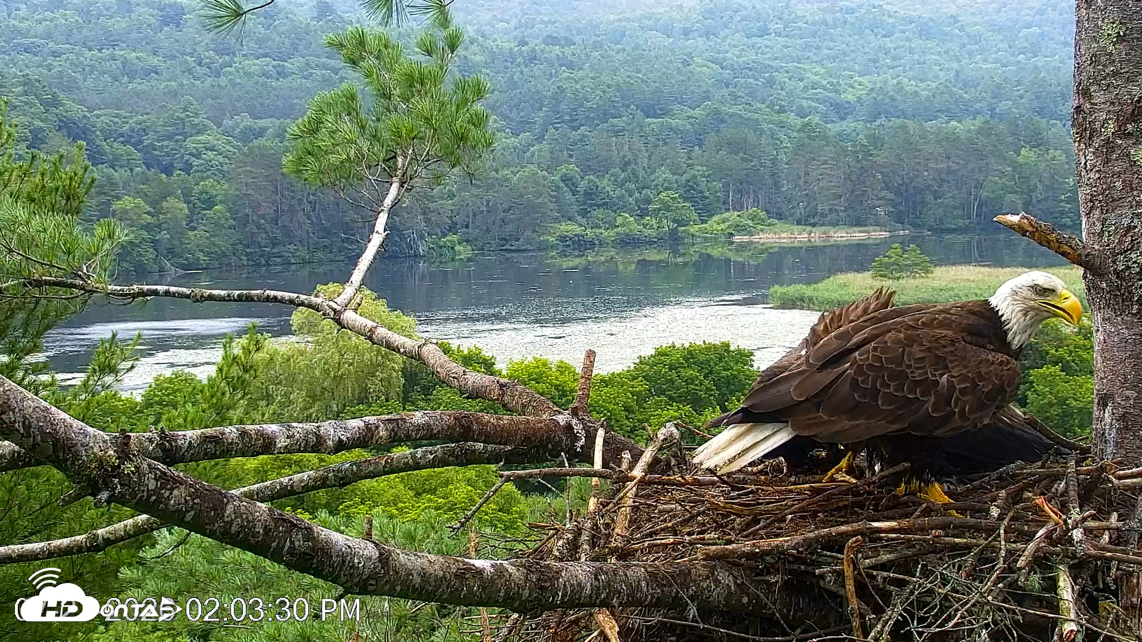 Snapshot of VINS Bald Eagles Nest Live Cams taken Jul 21, 2026, 2:05pm EDT