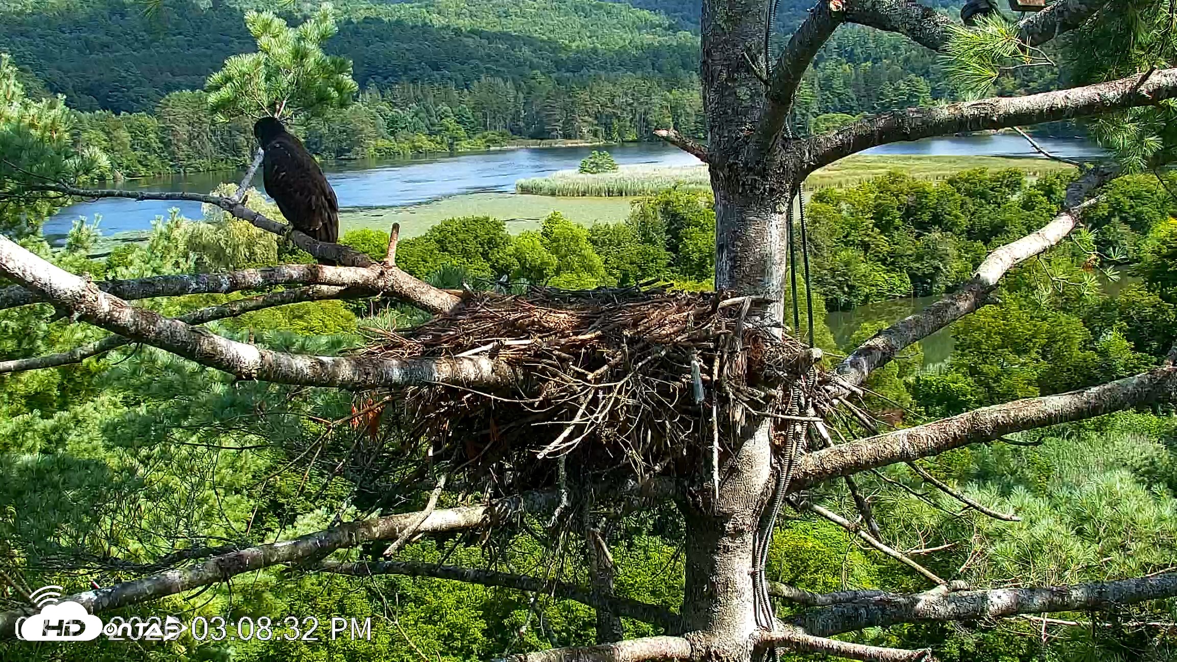 Snapshot of VINS Bald Eagles Nest Live Cams taken Aug 13, 2026, 3:09pm EDT