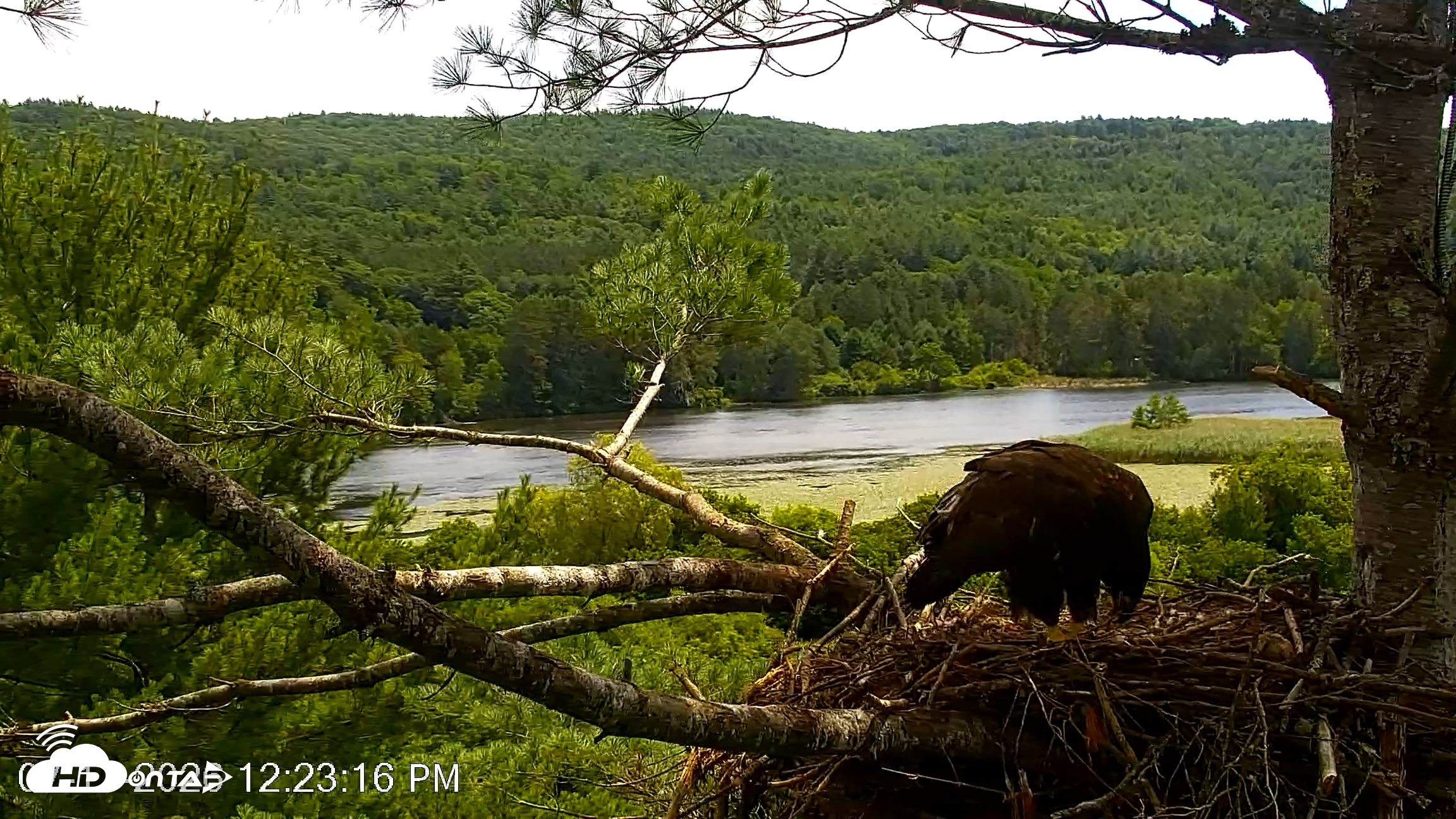 Snapshot of VINS Bald Eagles Nest Live Cams taken Jul 17, 2026, 12:24pm EDT