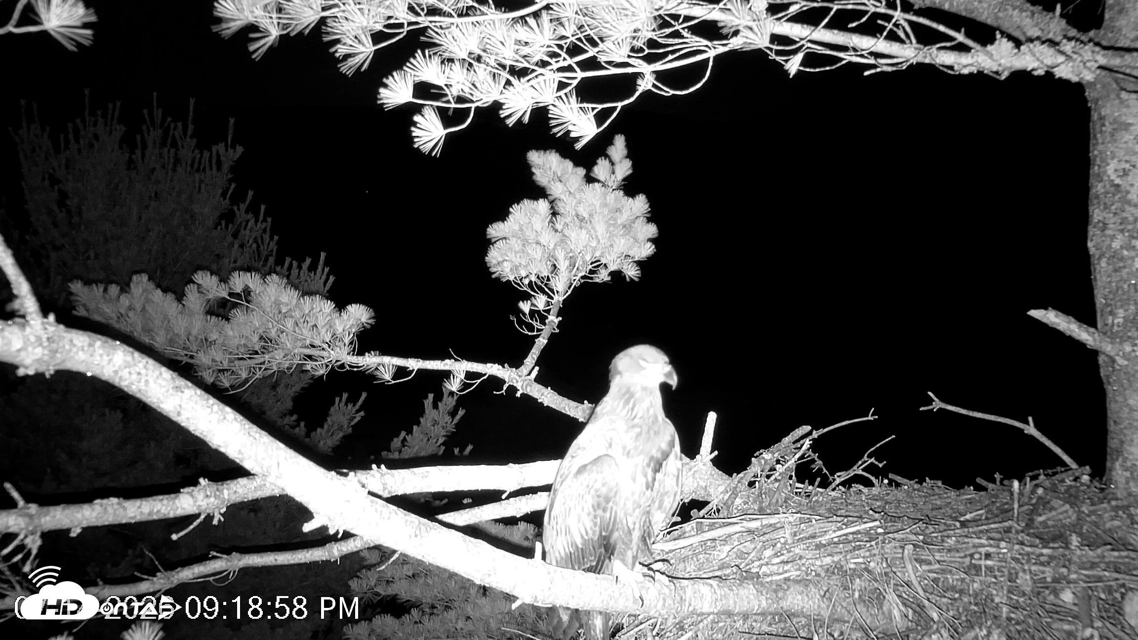 Snapshot of VINS Bald Eagles Nest Live Cams taken Jul 14, 2026, 9:19pm EDT