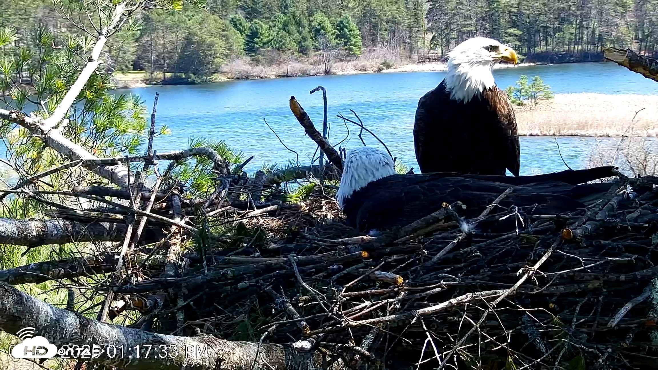 Snapshot of VINS Bald Eagles Nest Live Cams taken Apr 23, 2026, 1:18pm EDT