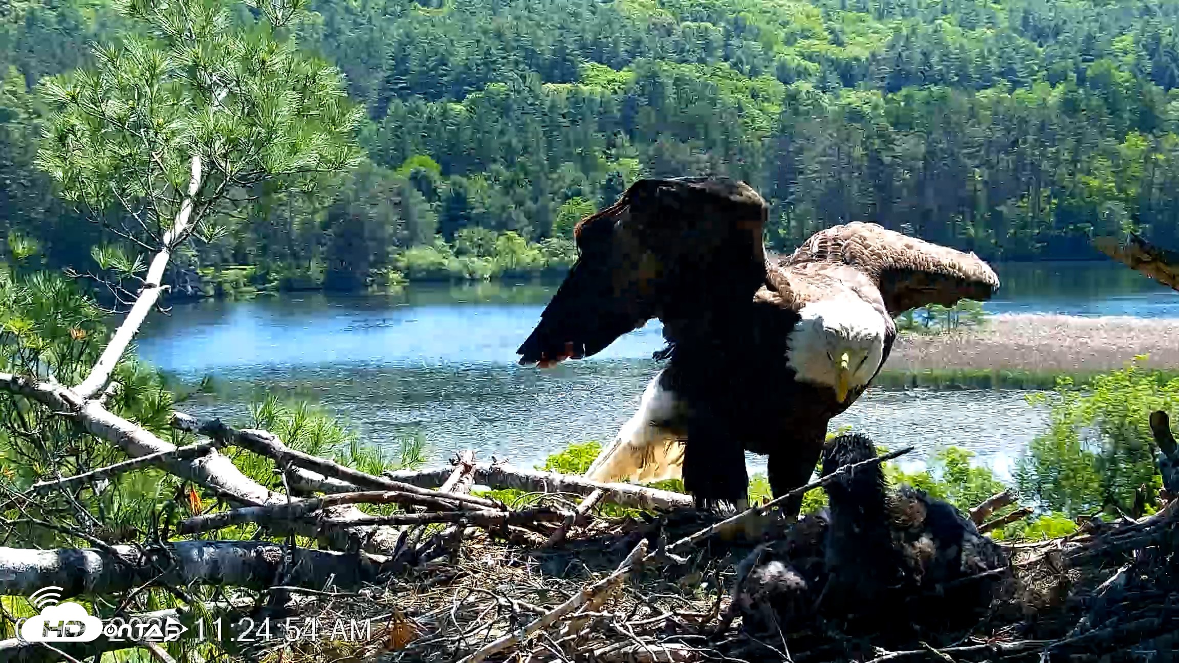 Snapshot of VINS Bald Eagles Nest Live Cams taken Jun 3, 2026, 11:25am EDT