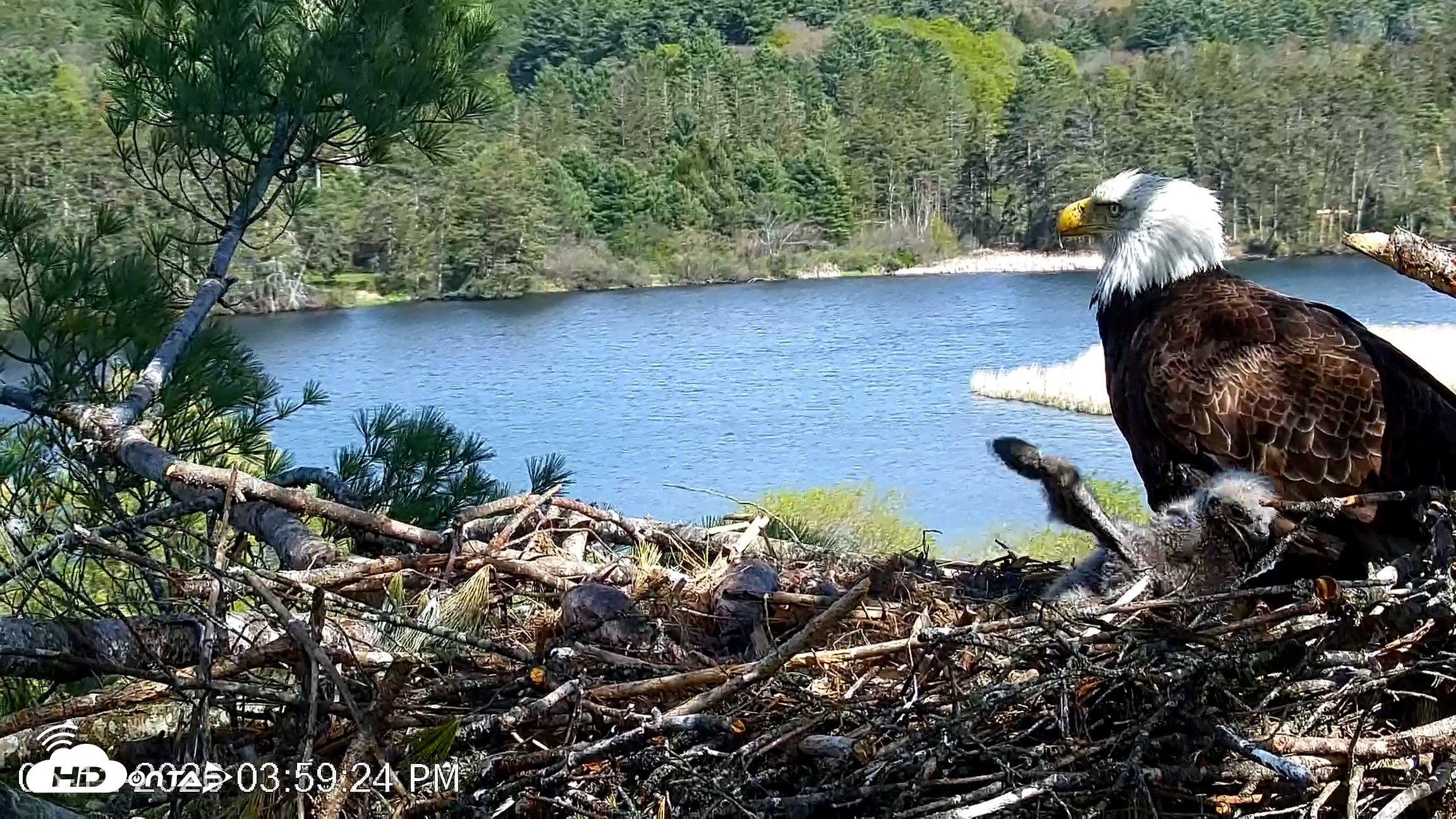 Snapshot of VINS Bald Eagles Nest Live Cams taken May 12, 2026, 4:00pm EDT