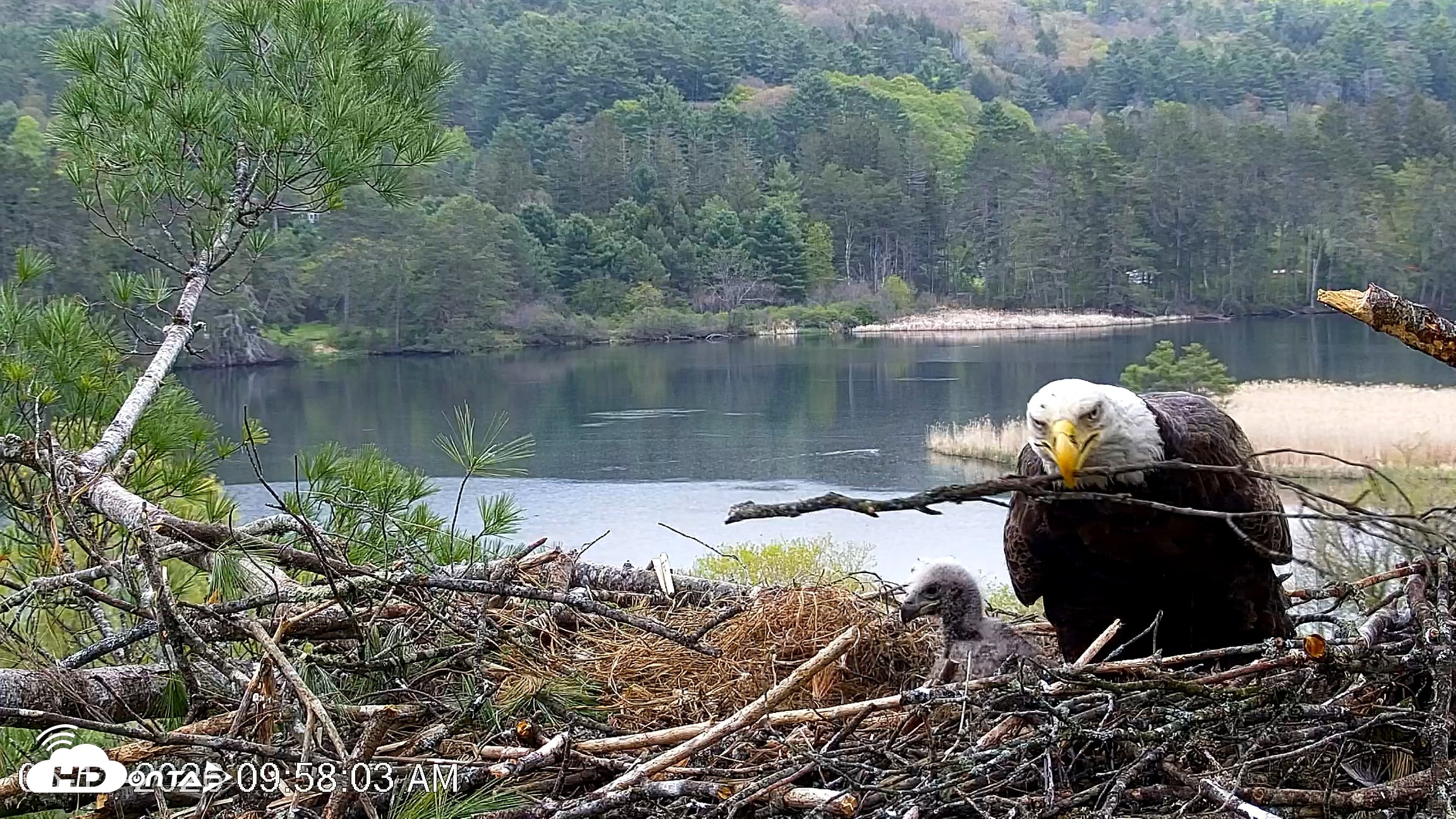 Snapshot of VINS Bald Eagles Nest Live Cams taken May 13, 2026, 9:58am EDT