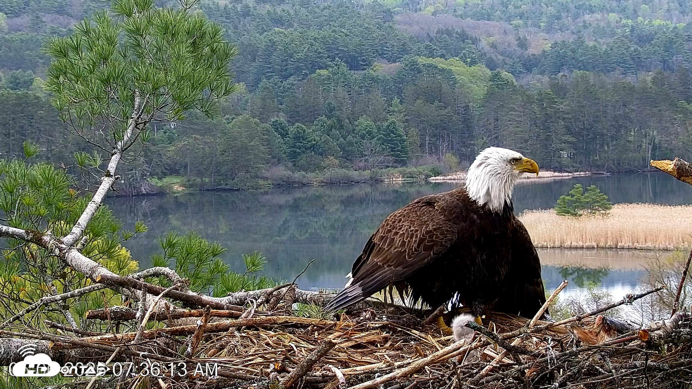 Snapshot of VINS Bald Eagles Nest Live Cams taken May 6, 2026, 7:37am EDT