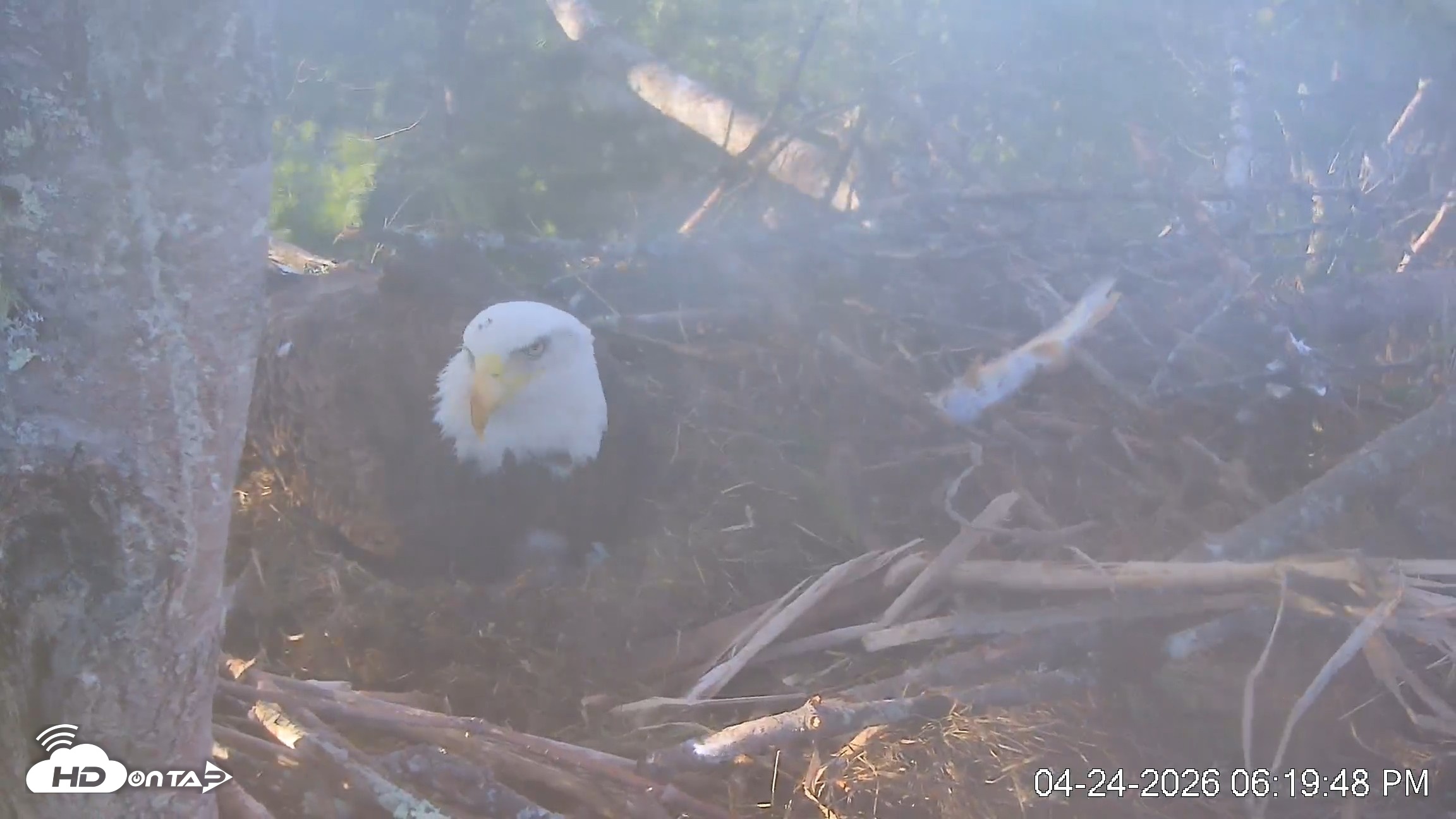 Snapshot of VINS Bald Eagles Nest Live Cams taken Apr 24, 2026, 6:20pm EDT