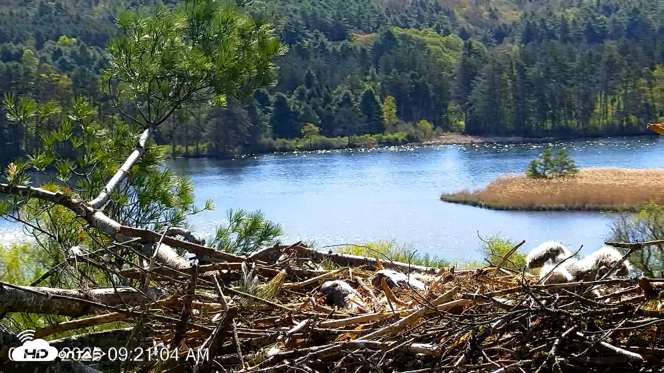 Snapshot of VINS Bald Eagles Nest Live Cams taken May 12, 2026, 9:21am EDT