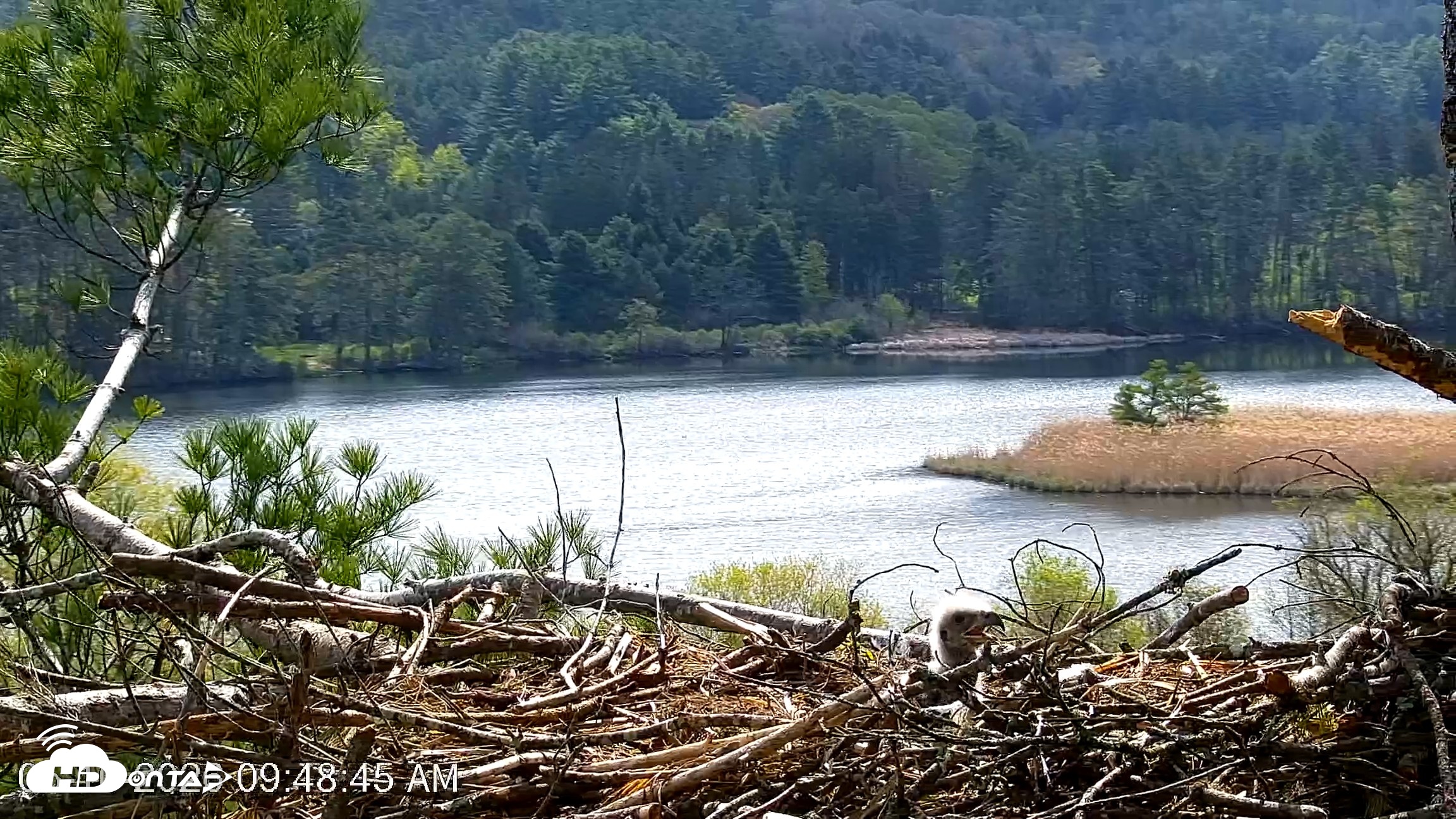 Snapshot of VINS Bald Eagles Nest Live Cams taken May 10, 2026, 9:49am EDT