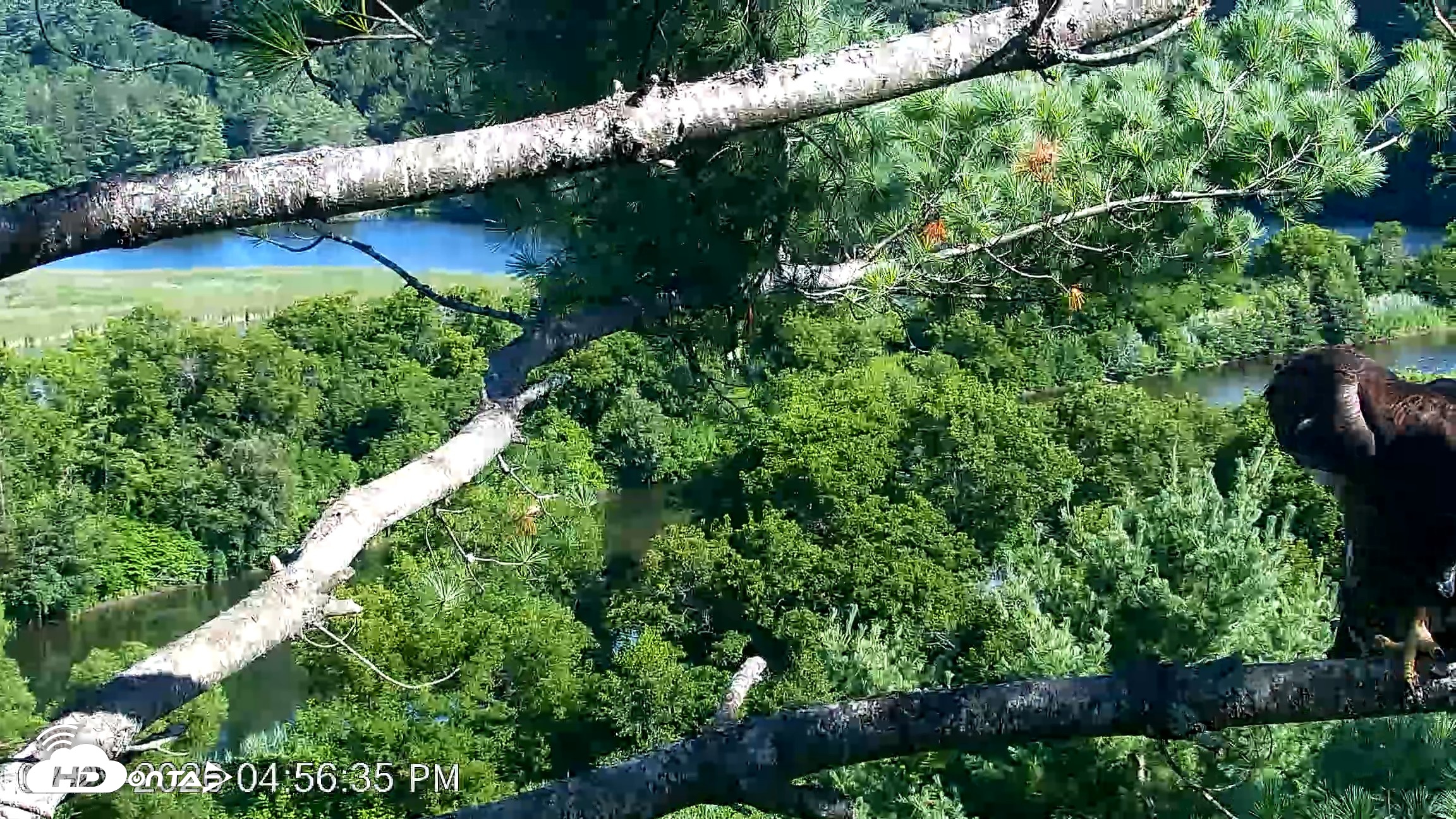 Snapshot of VINS Bald Eagles Nest Live Cams taken Jul 23, 2026, 4:57pm EDT