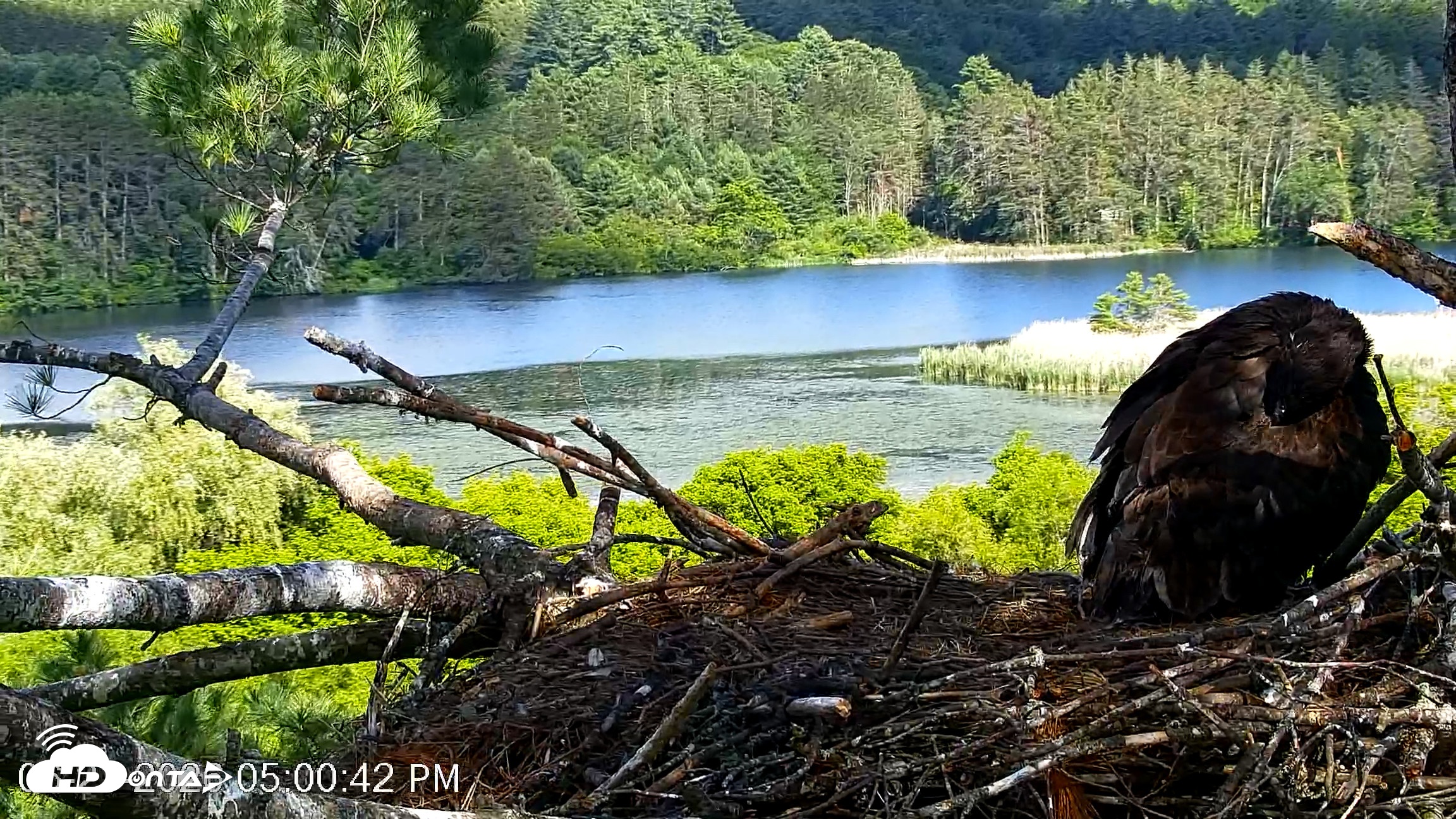 Snapshot of VINS Bald Eagles Nest Live Cams taken Jun 21, 2026, 5:01pm EDT