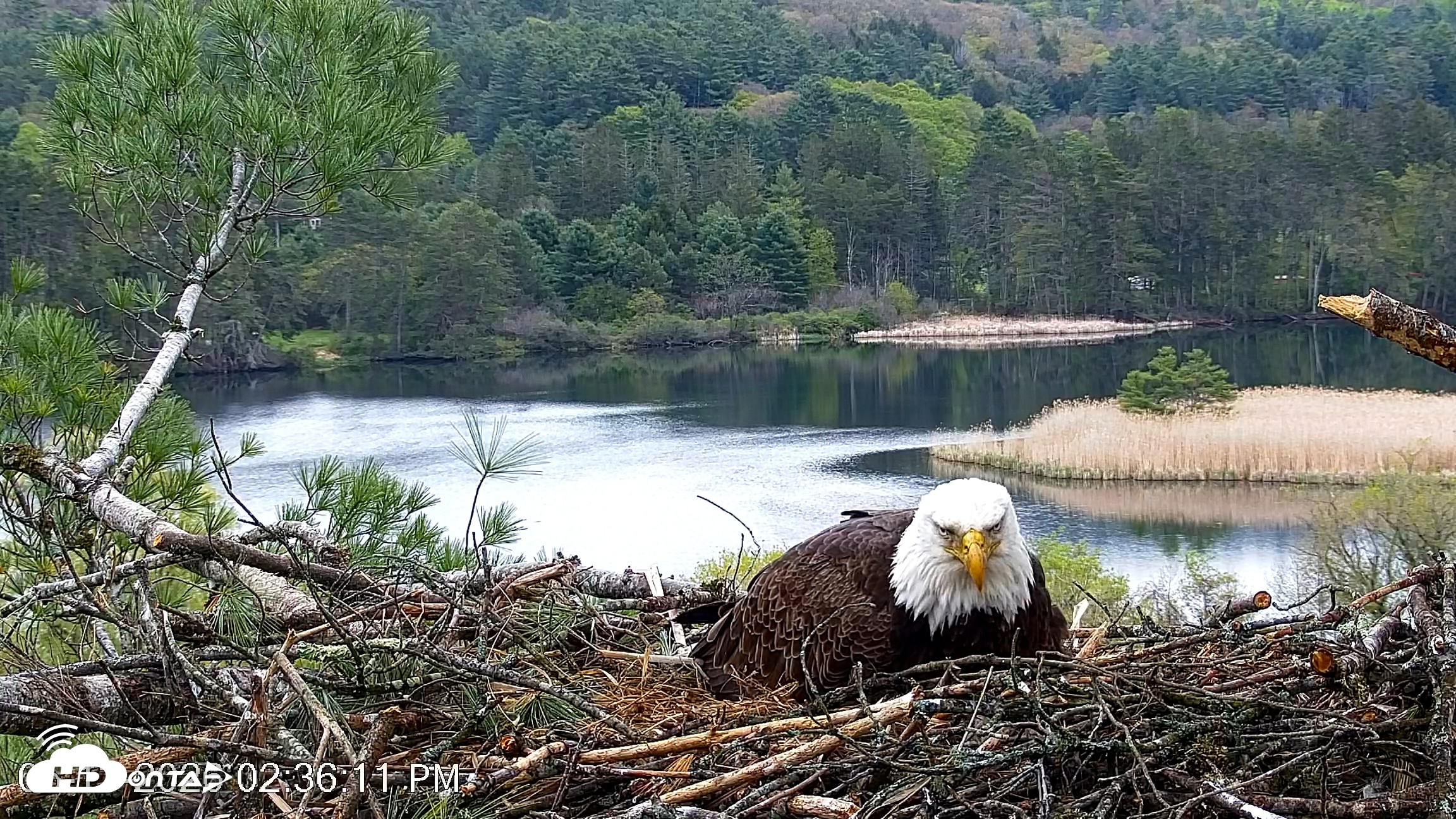 Snapshot of VINS Bald Eagles Nest Live Cams taken May 13, 2026, 2:42pm EDT