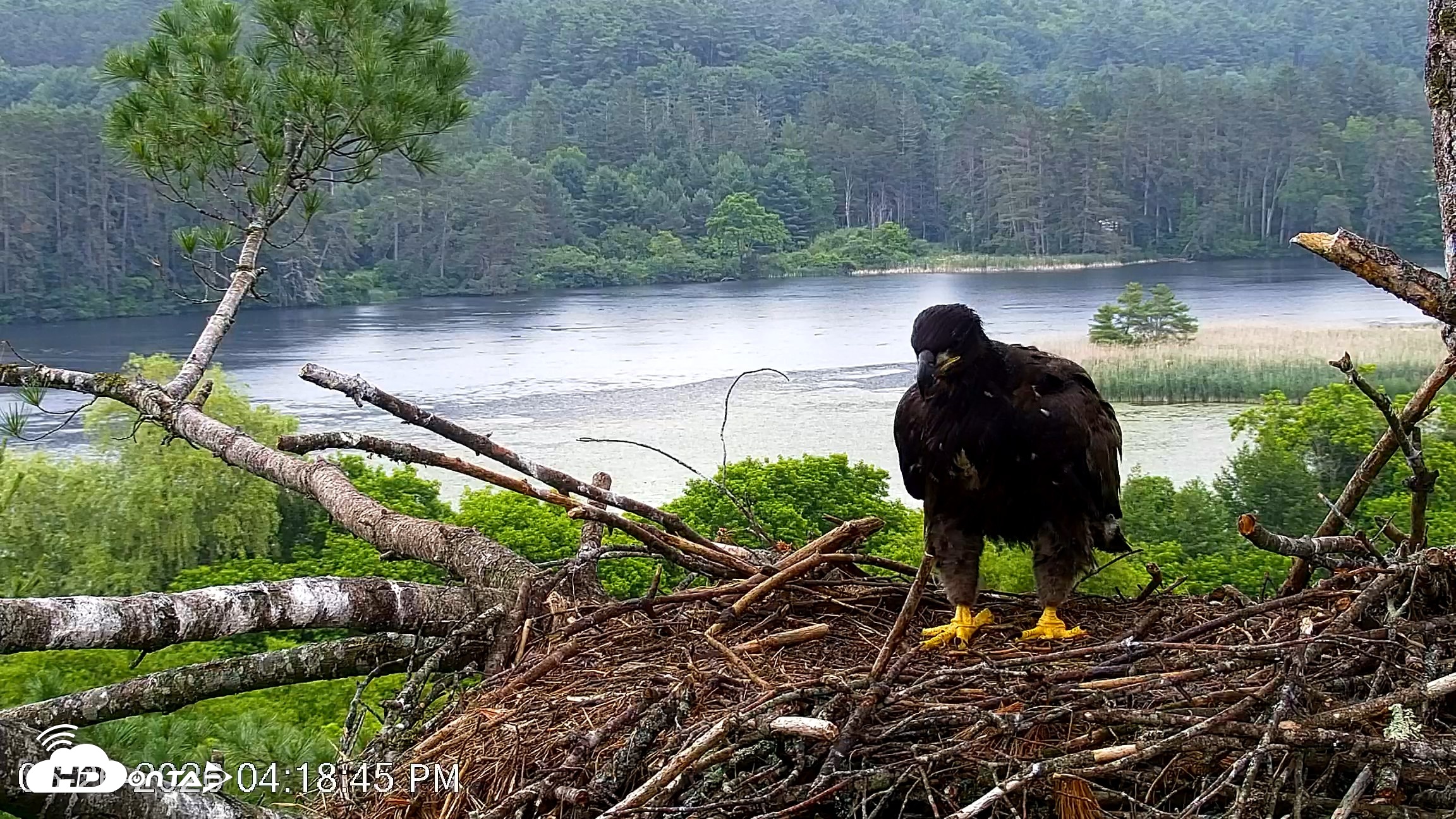 Snapshot of VINS Bald Eagles Nest Live Cams taken Jun 26, 2026, 4:20pm EDT